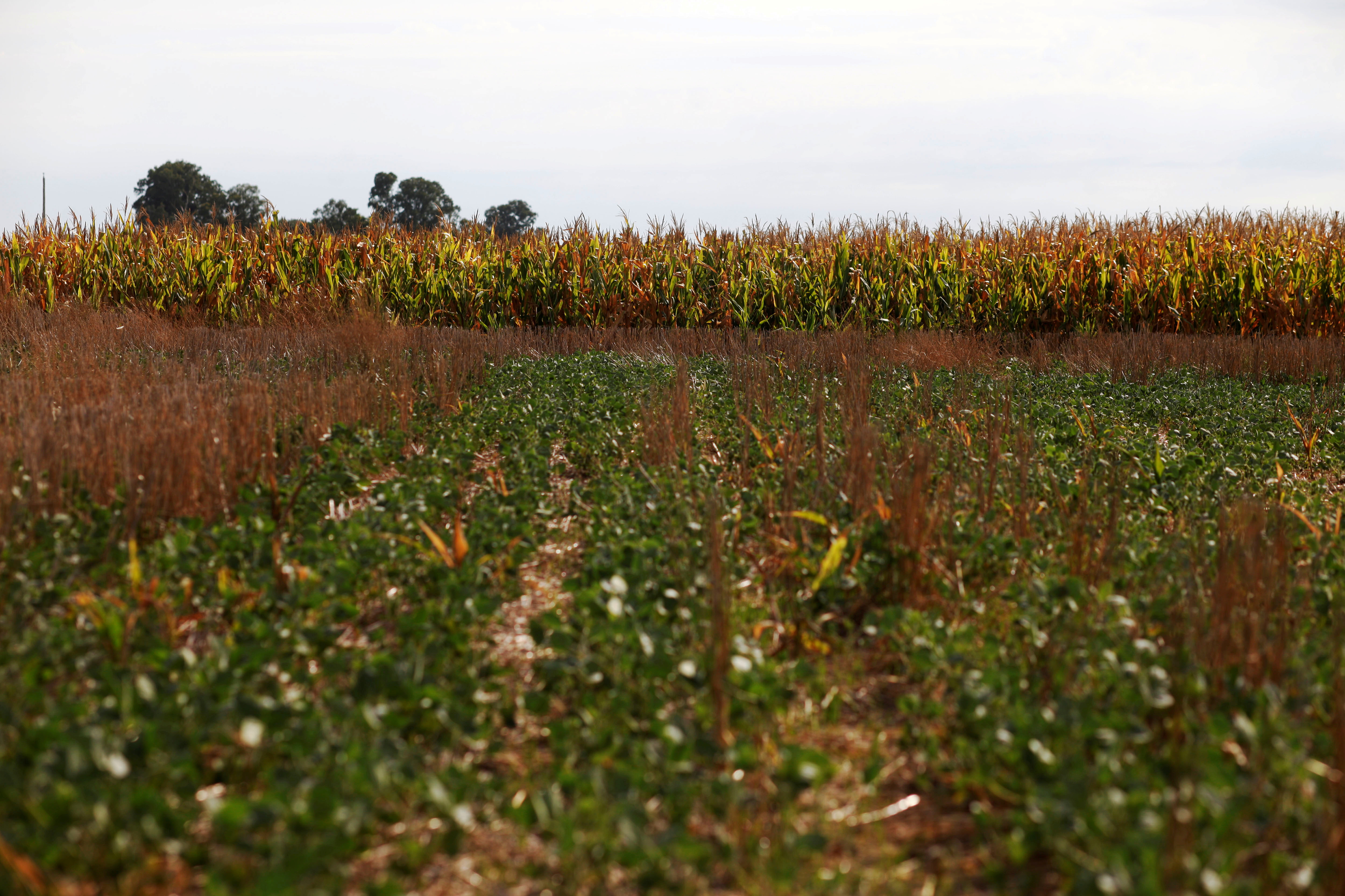 Soy and corn plants are seen in a drought-affected farm near Chivilcoy