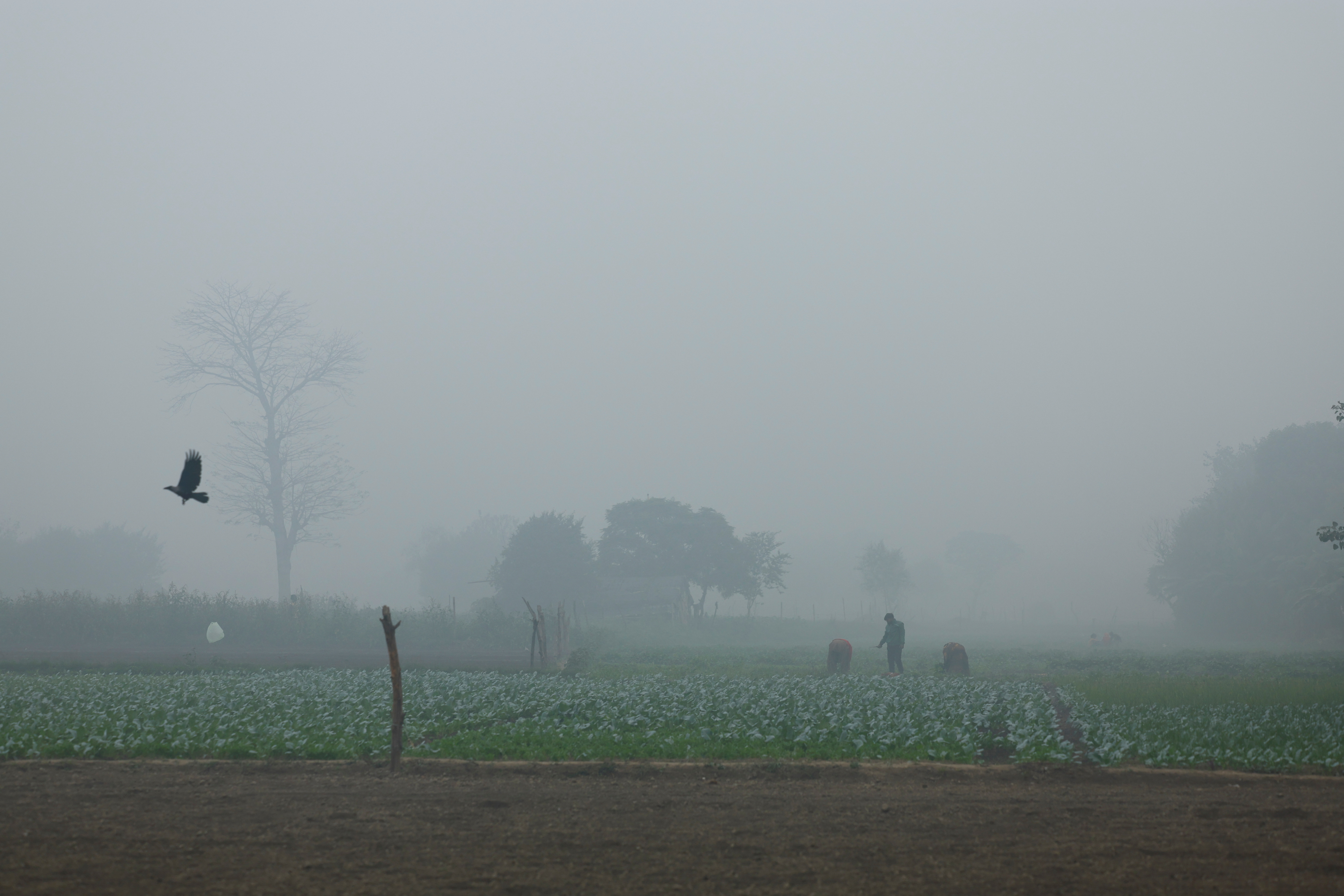 People work on a field as the sky is enveloped with smog after Delhi's air quality turned "severe" due to alarming air pollution, in New Delhi