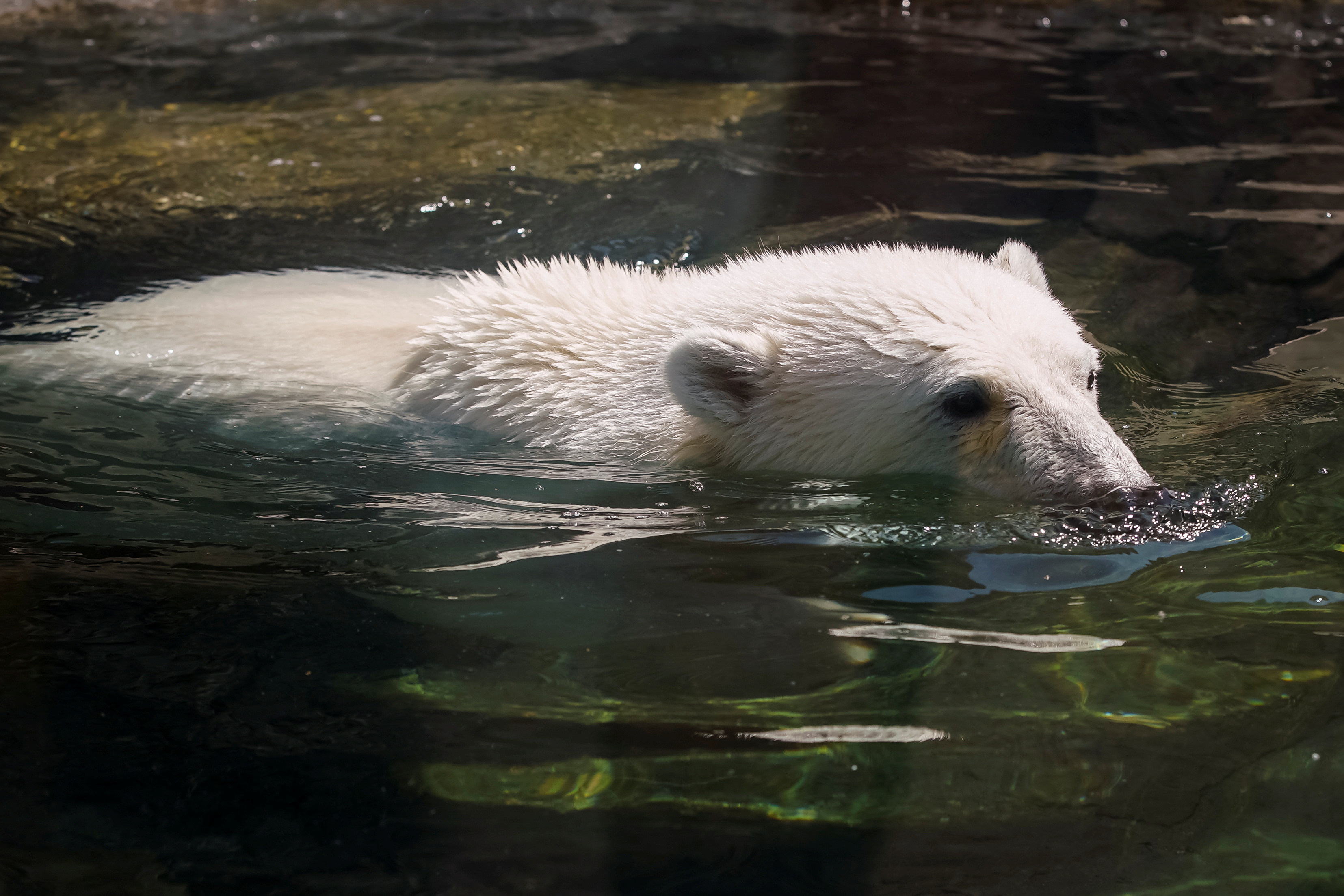 Polar bear cools off during a hot summer day in its enclosure at the Moscow Zoo