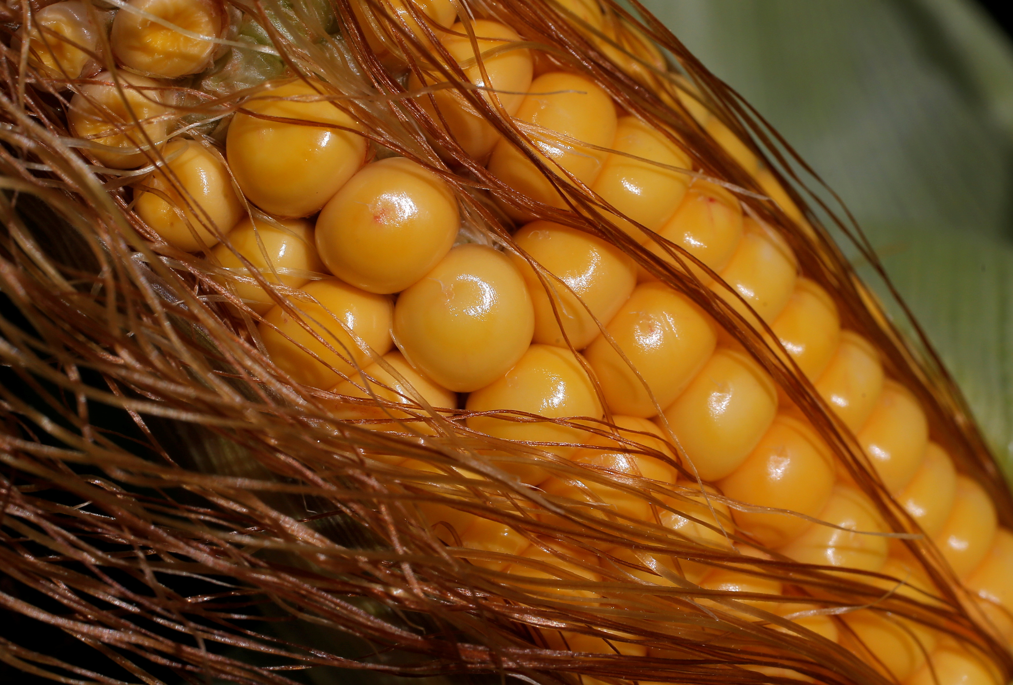 Kernels of corn are seen on a cob in a field in Kienheim