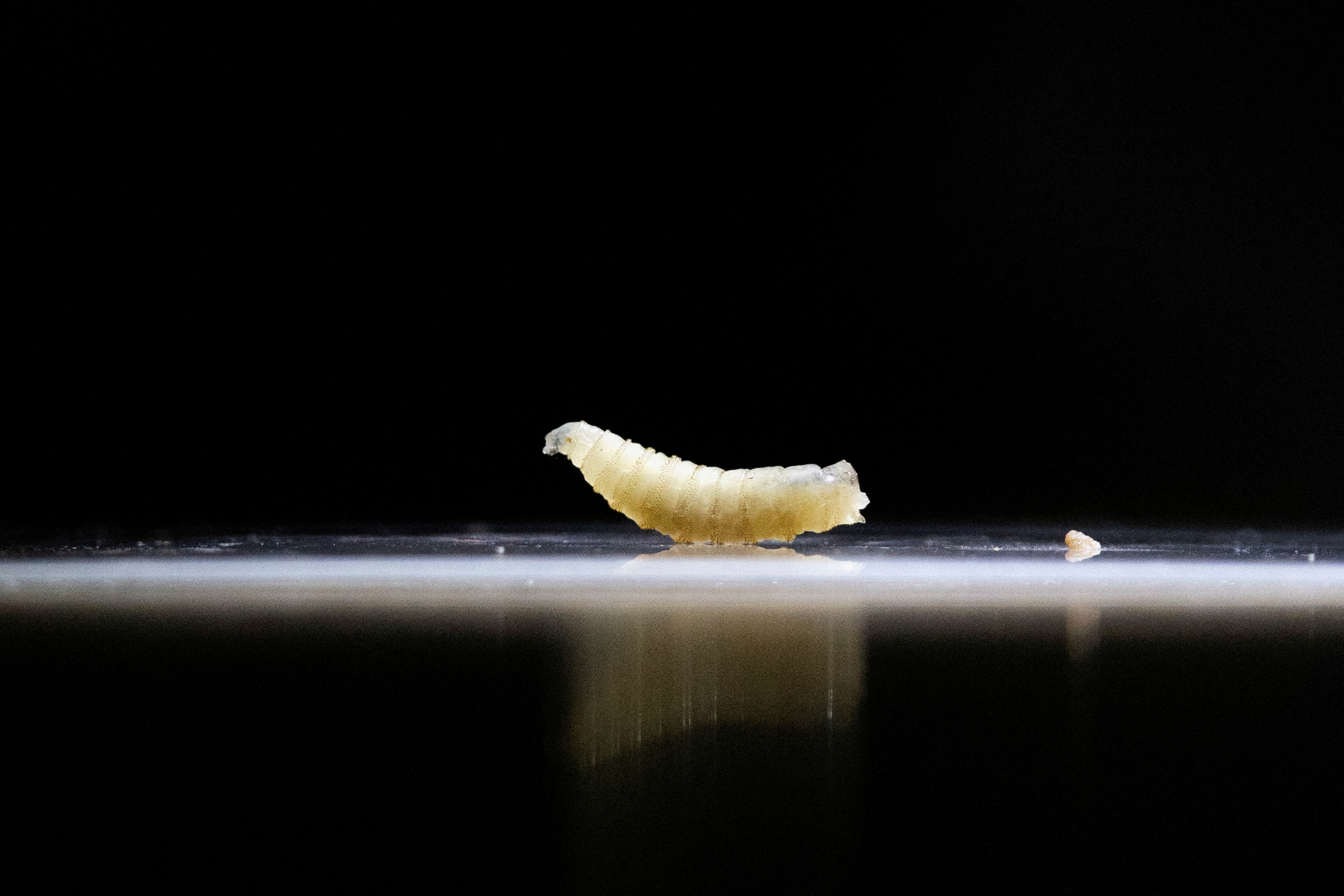 Exclusive: U.S. confirms nation's first travel-associated human screwworm case connected to Central American outbreak | Reuters