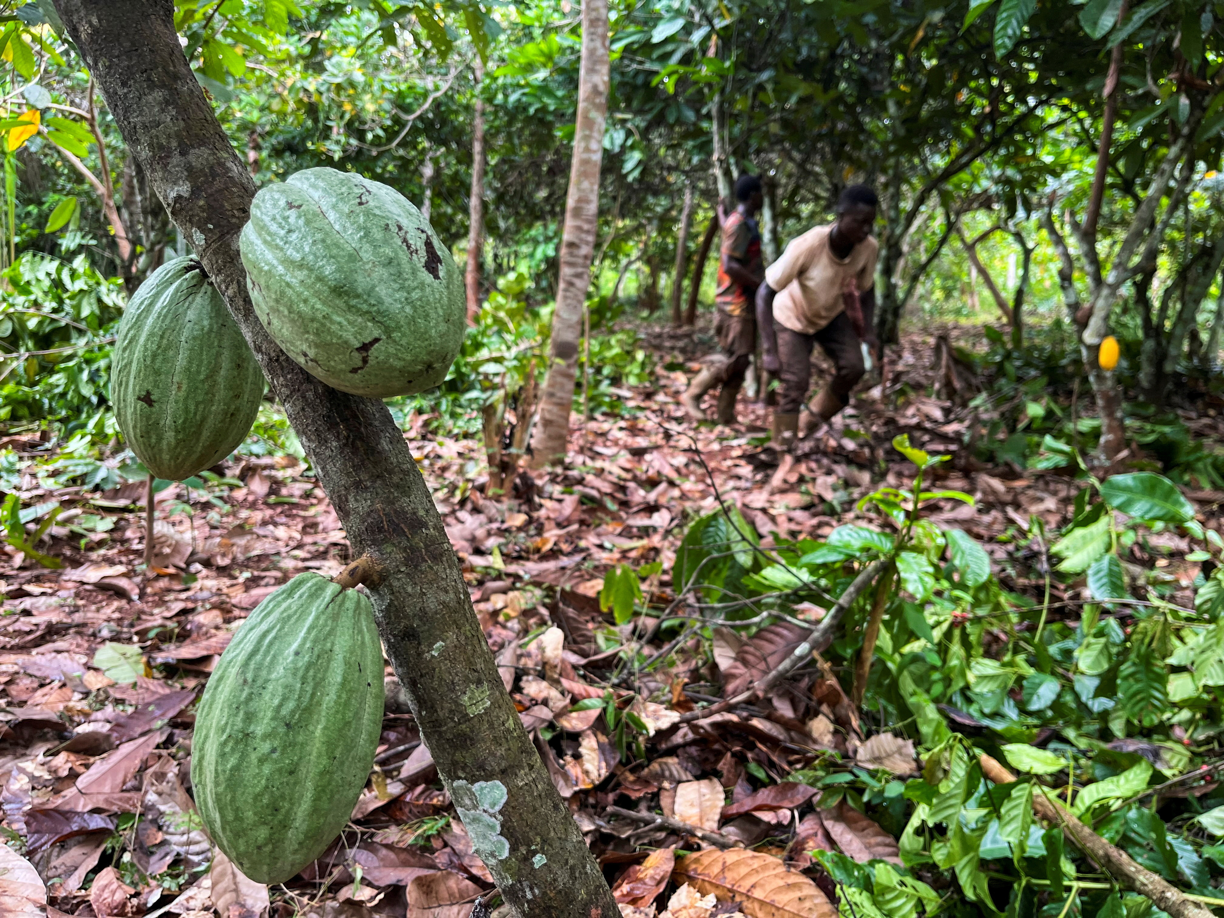 Farmers work at a cocoa farm in Daloa