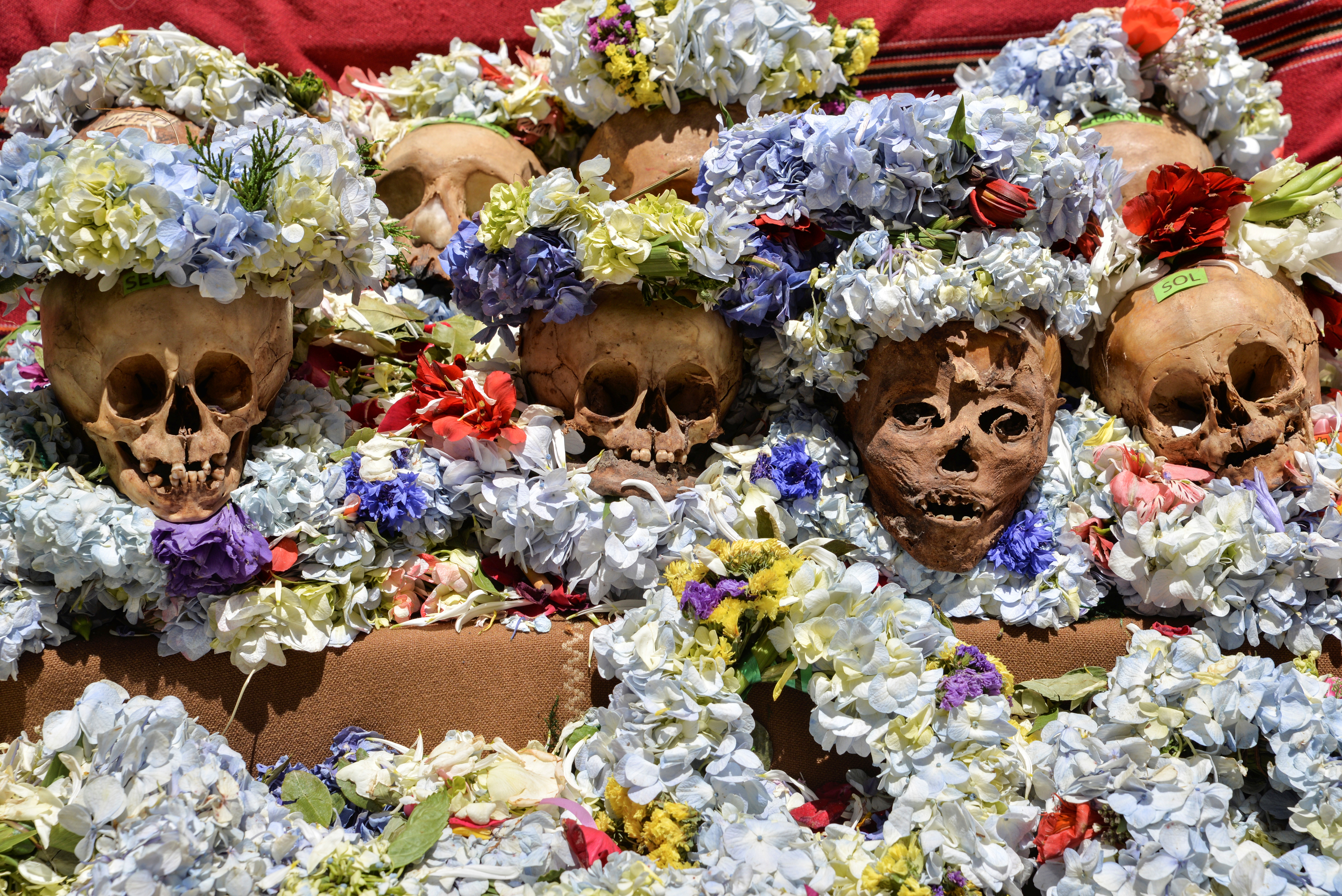 Skulls are decorated with flowers during the celebration of the Day of Skulls, a tradition rooted in ancient indigenous beliefs meant to bring good fortune and protection by honoring the dead, at a cemetery in La Paz, Bolivia, November 8, 2021. REUTERS/Sara Aliaga 