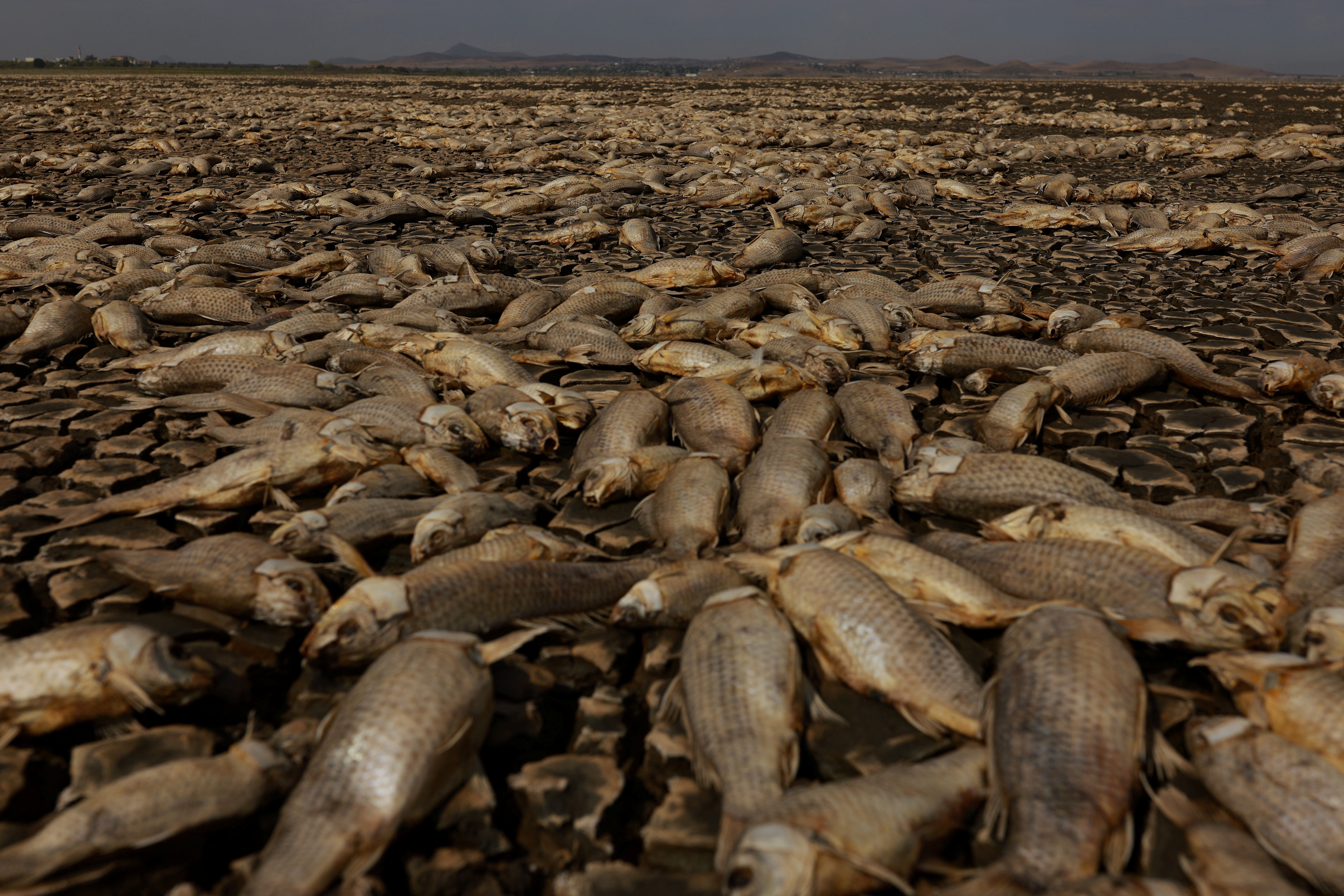 Mass fish death in Mexico's Chihuahua State blamed on severe drought