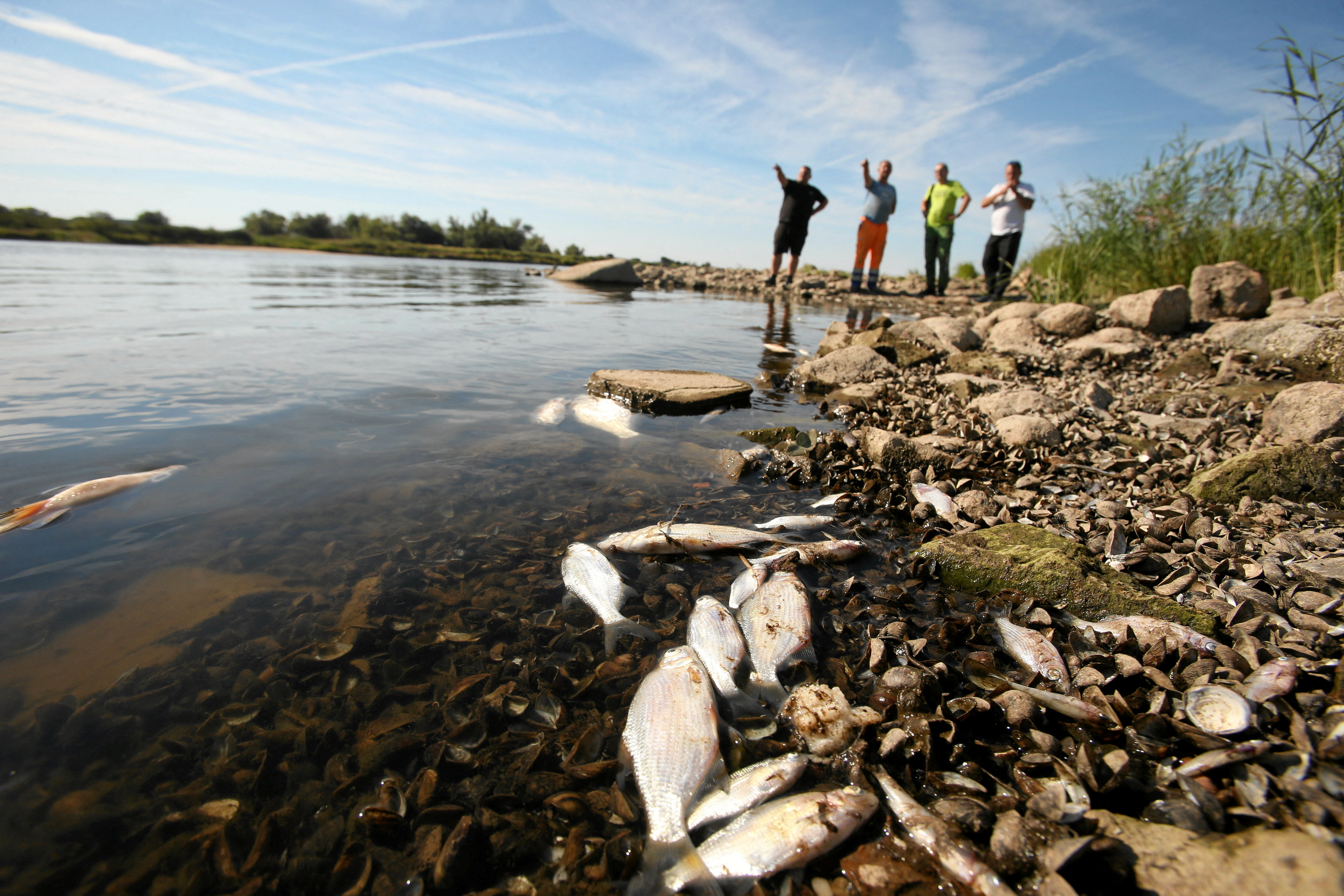 Oder river water contaminated causing the mass extinction of fish