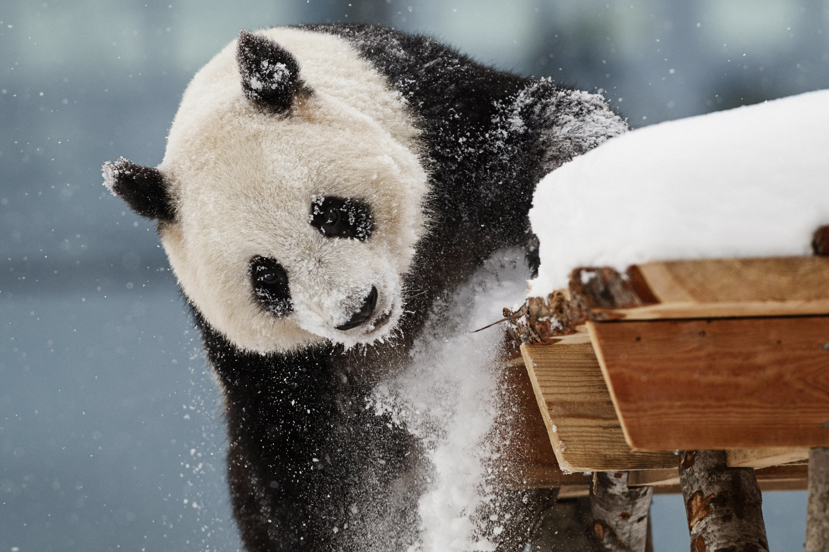 Female panda Jin Baobao plays with the snow at Ahtari Zoo