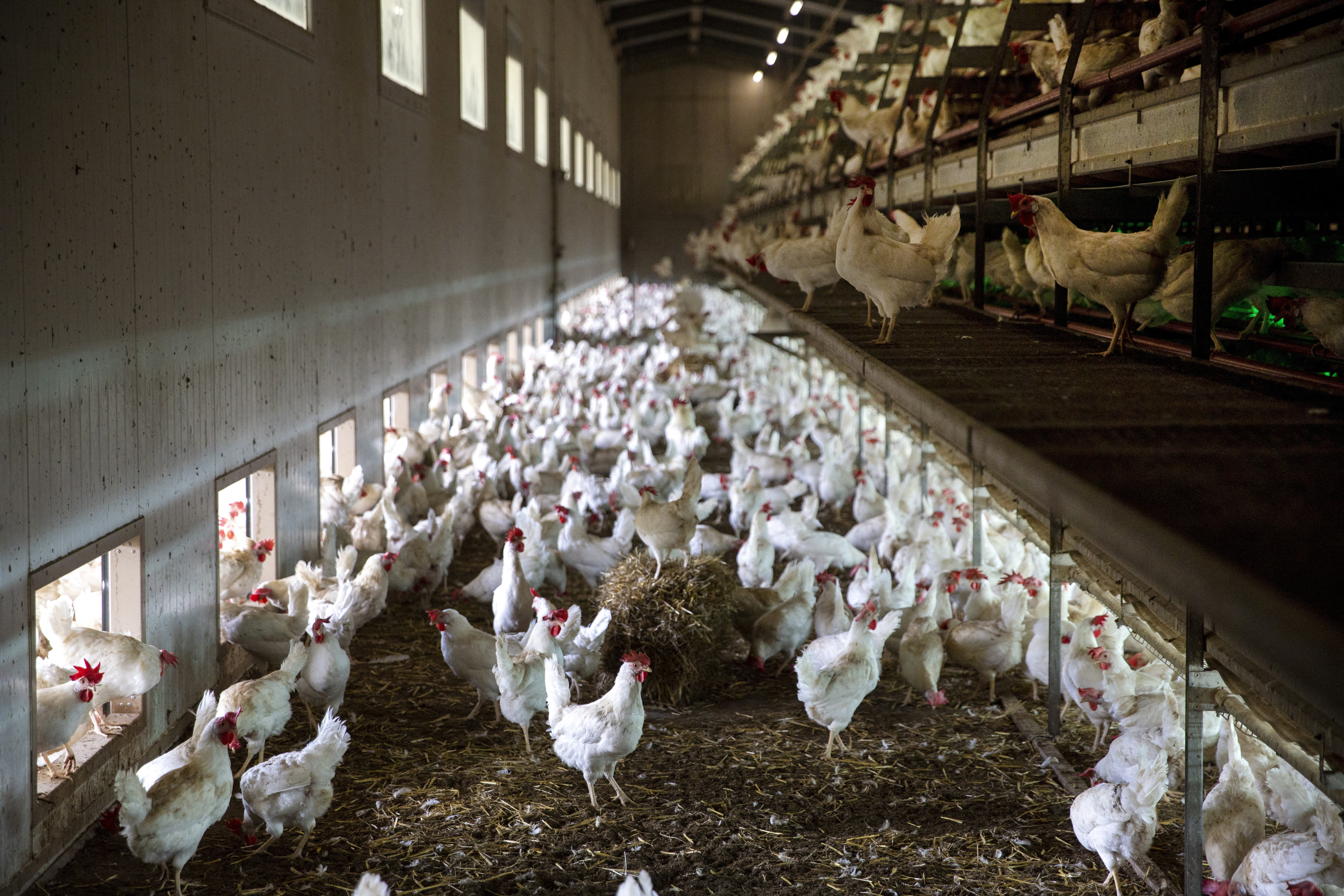 La Suisse vote pour interdire l'élevage industriel