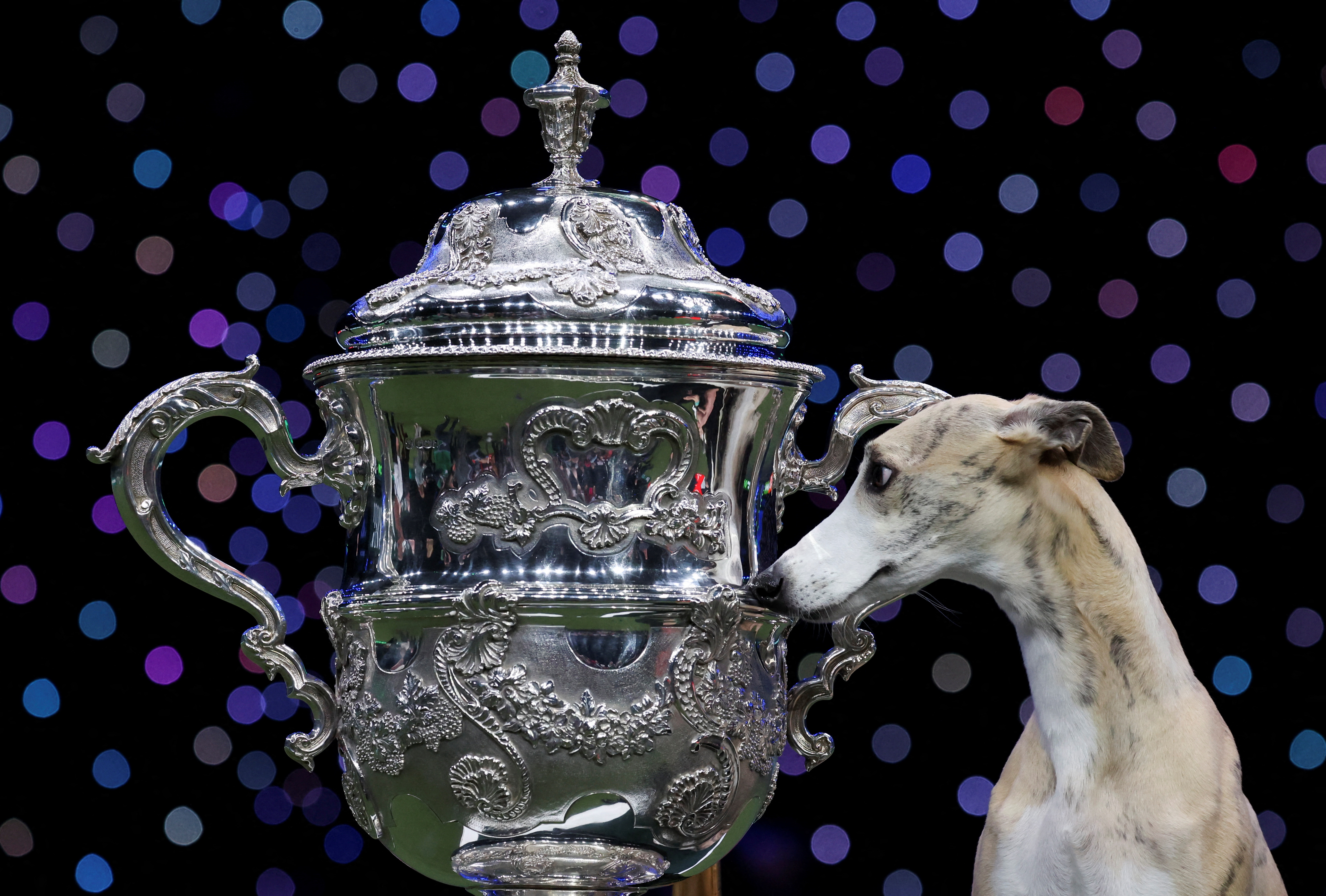 Whippet wins top pooch at world's biggest dog show - March 10