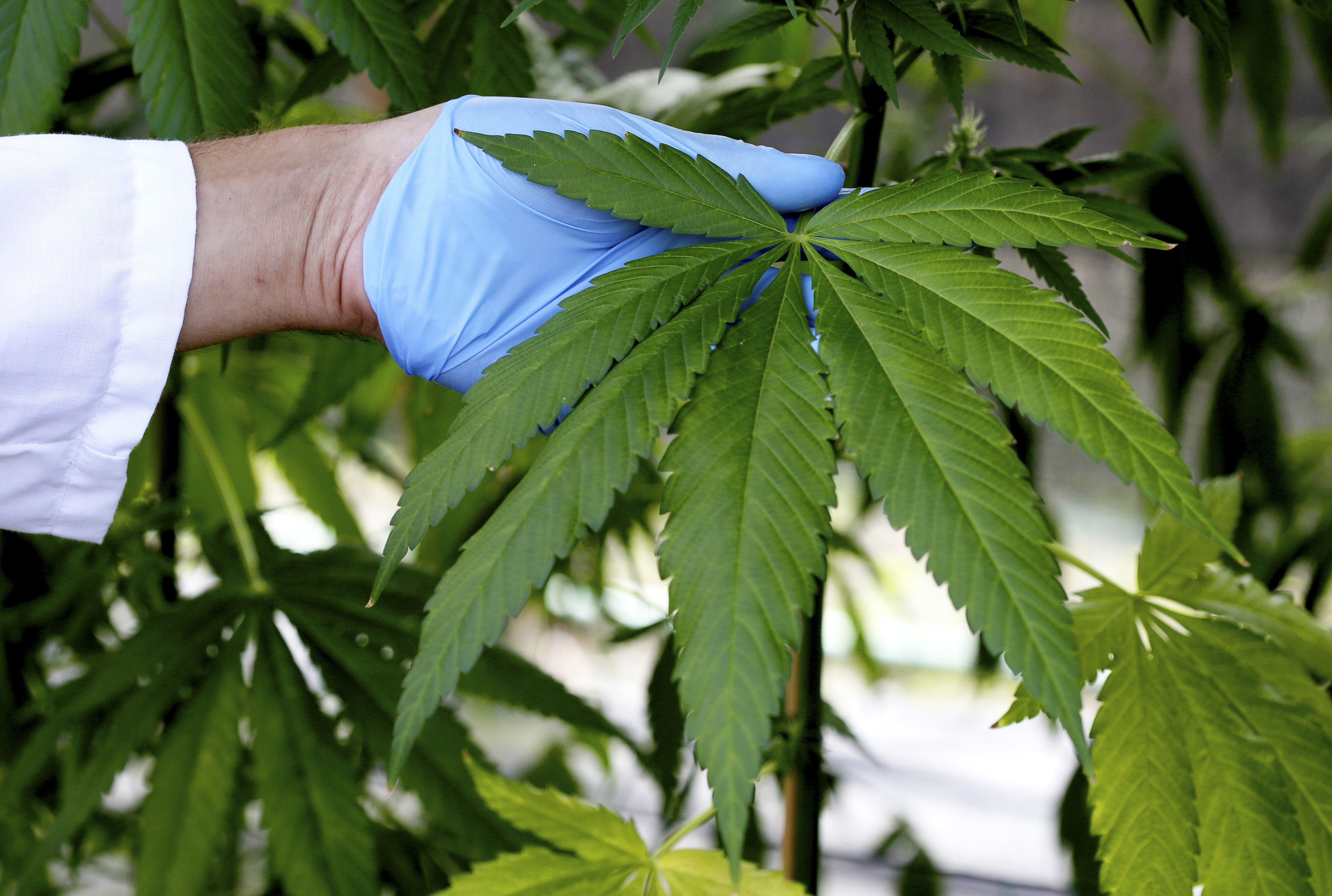 A production assistant inspects a Cannabis plant in a state-owned agricultural farm in Rovigo