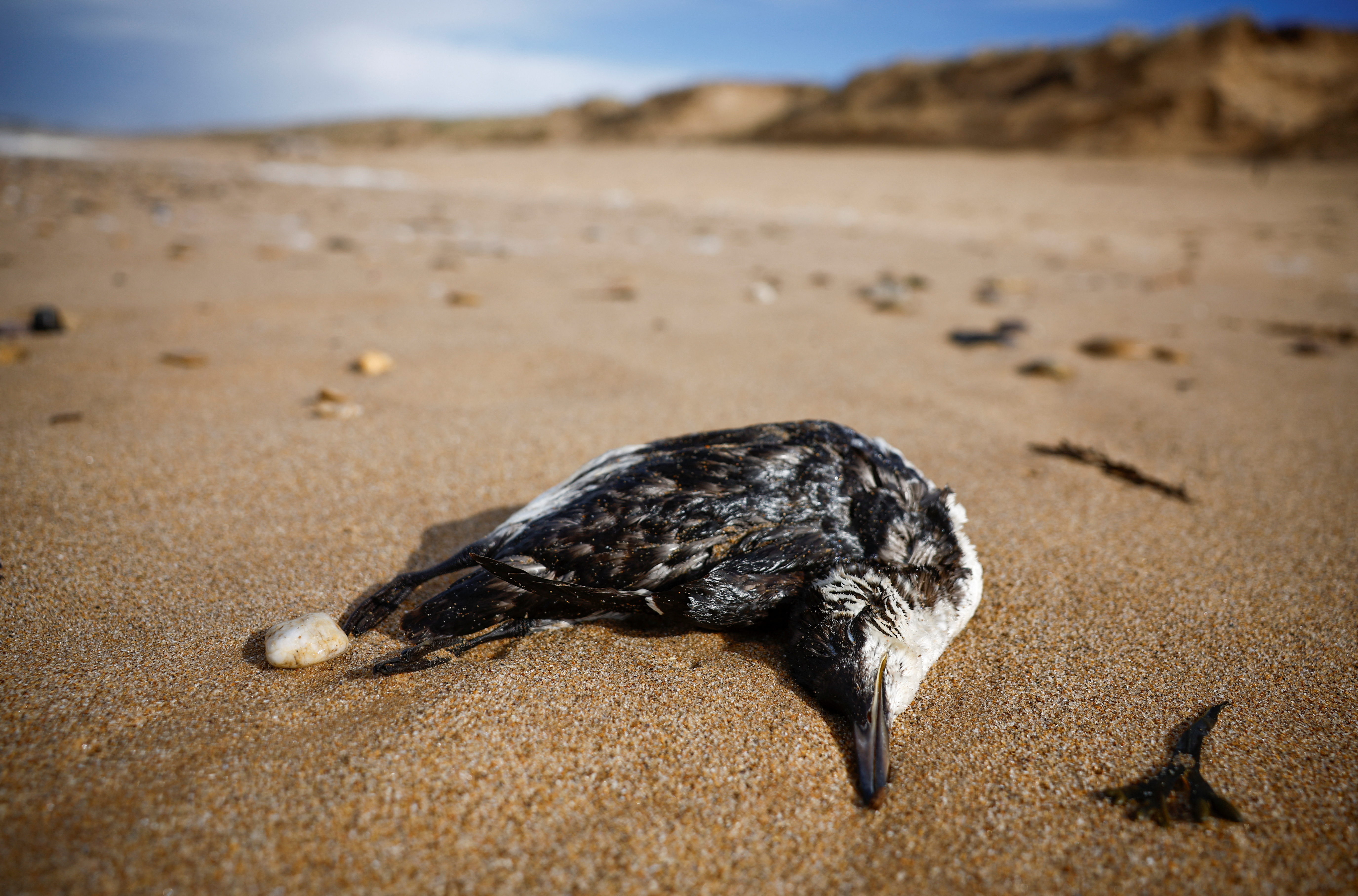 A dead Guillemot seabird lies on the beach in Bretignolles-sur-Mer