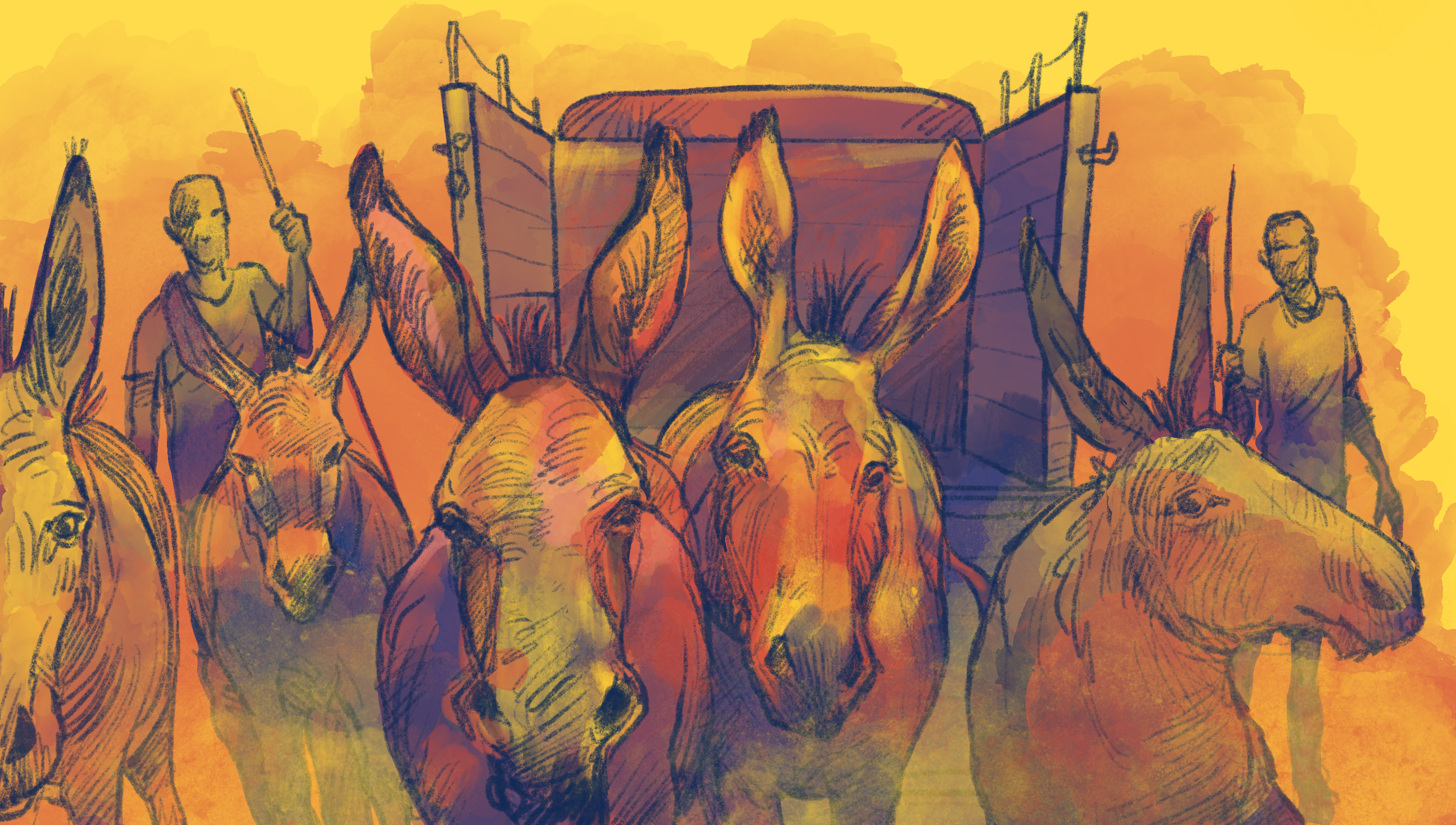 Donkey illustration