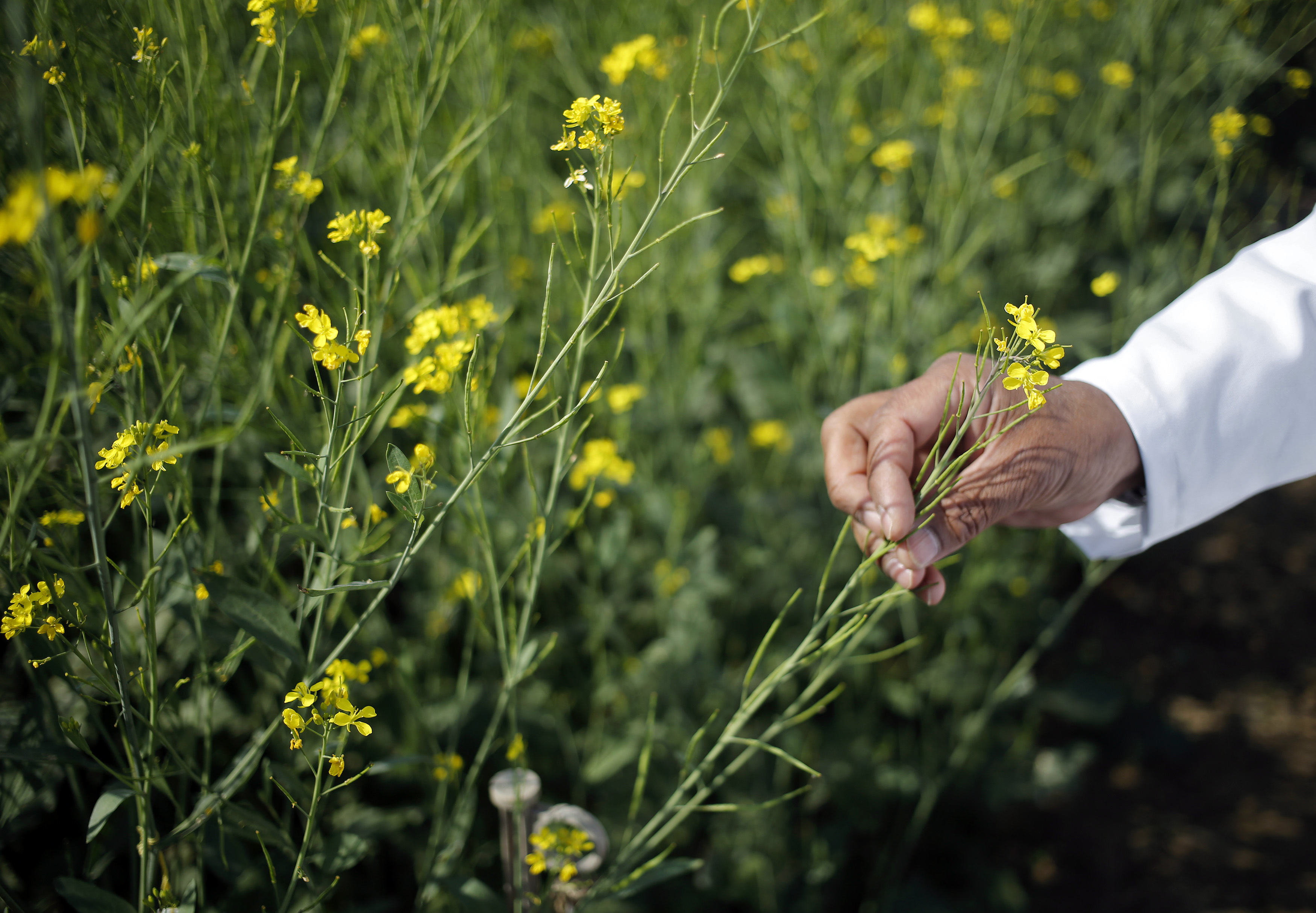 An Indian scientist holds a GM rapeseed crop under trial in New Delhi