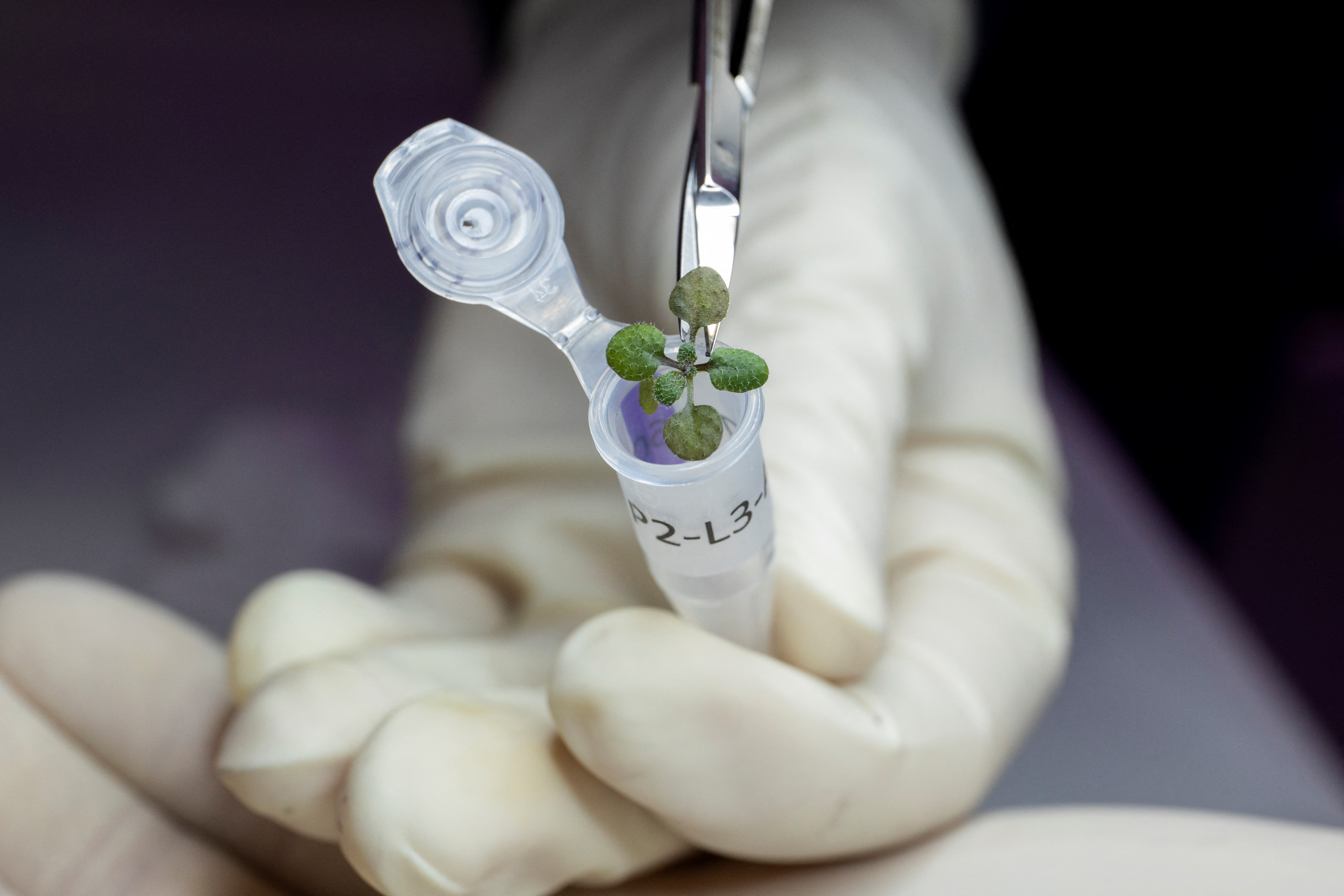 The plant species Arabidopsis thaliana is placed in a vial at a University of Florida laboratory