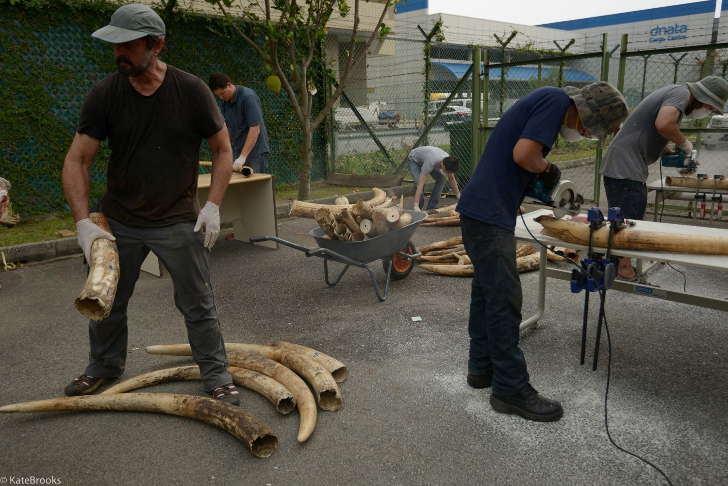 African elephant tusks from a 2015 ivory seizure in Singapore