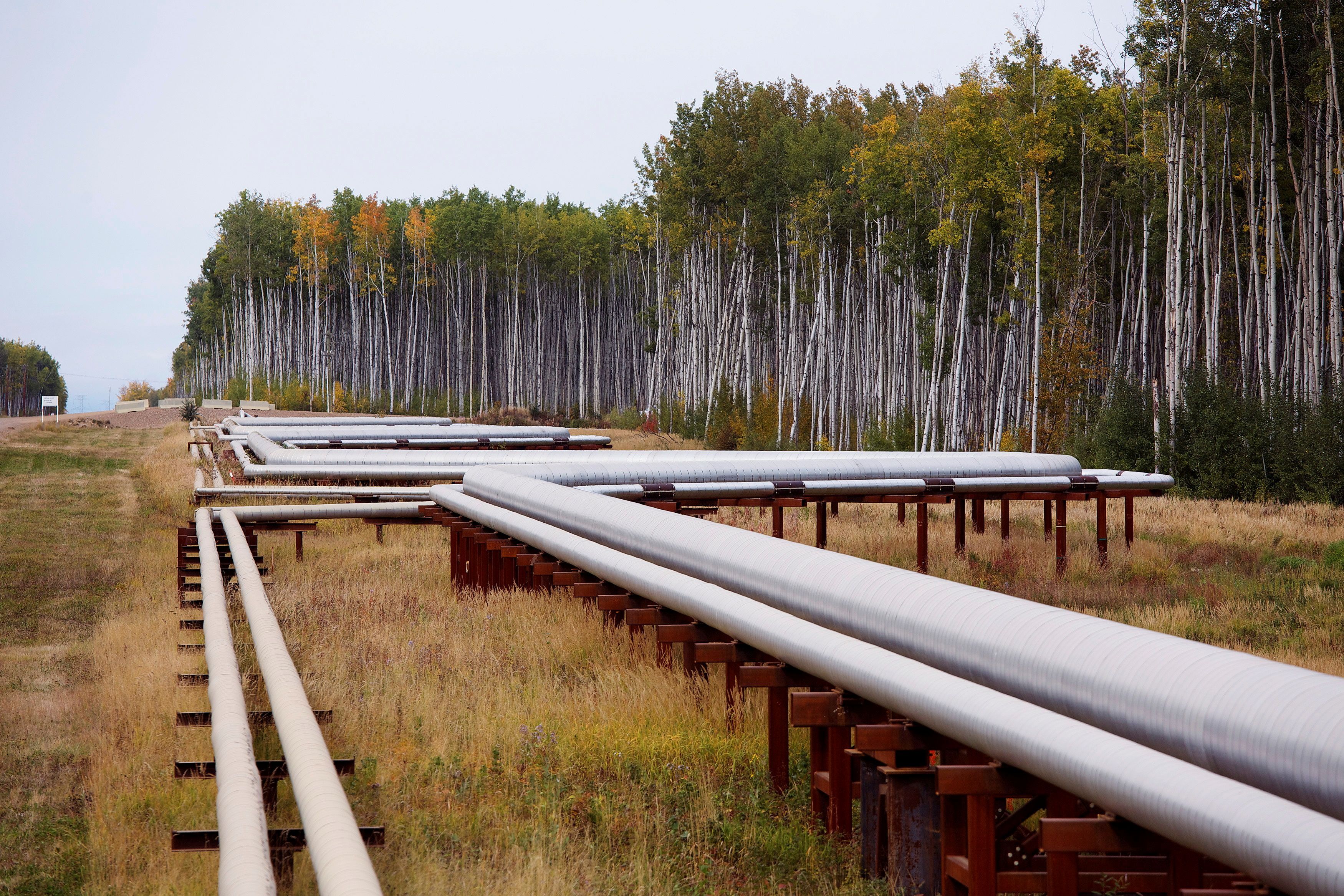 Pipelines run at the McKay River Suncor oil sands in-situ operations near Fort McMurray, Alberta, September 17, 2014.REUTERS/Todd Korol/File Photo