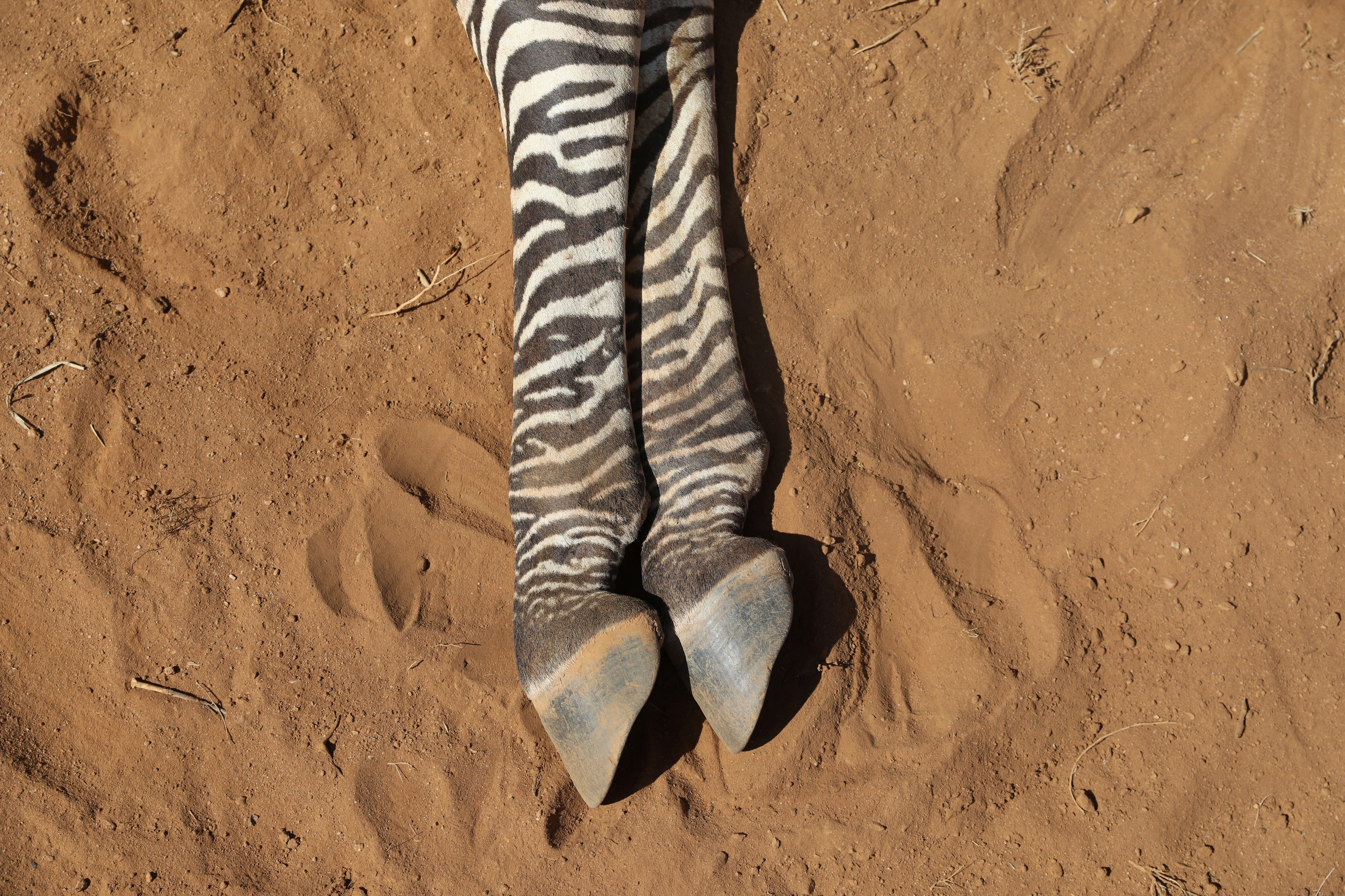 The carcass of an endangered Grevy's Zebra, which died during the drought, is seen in the Samburu national park