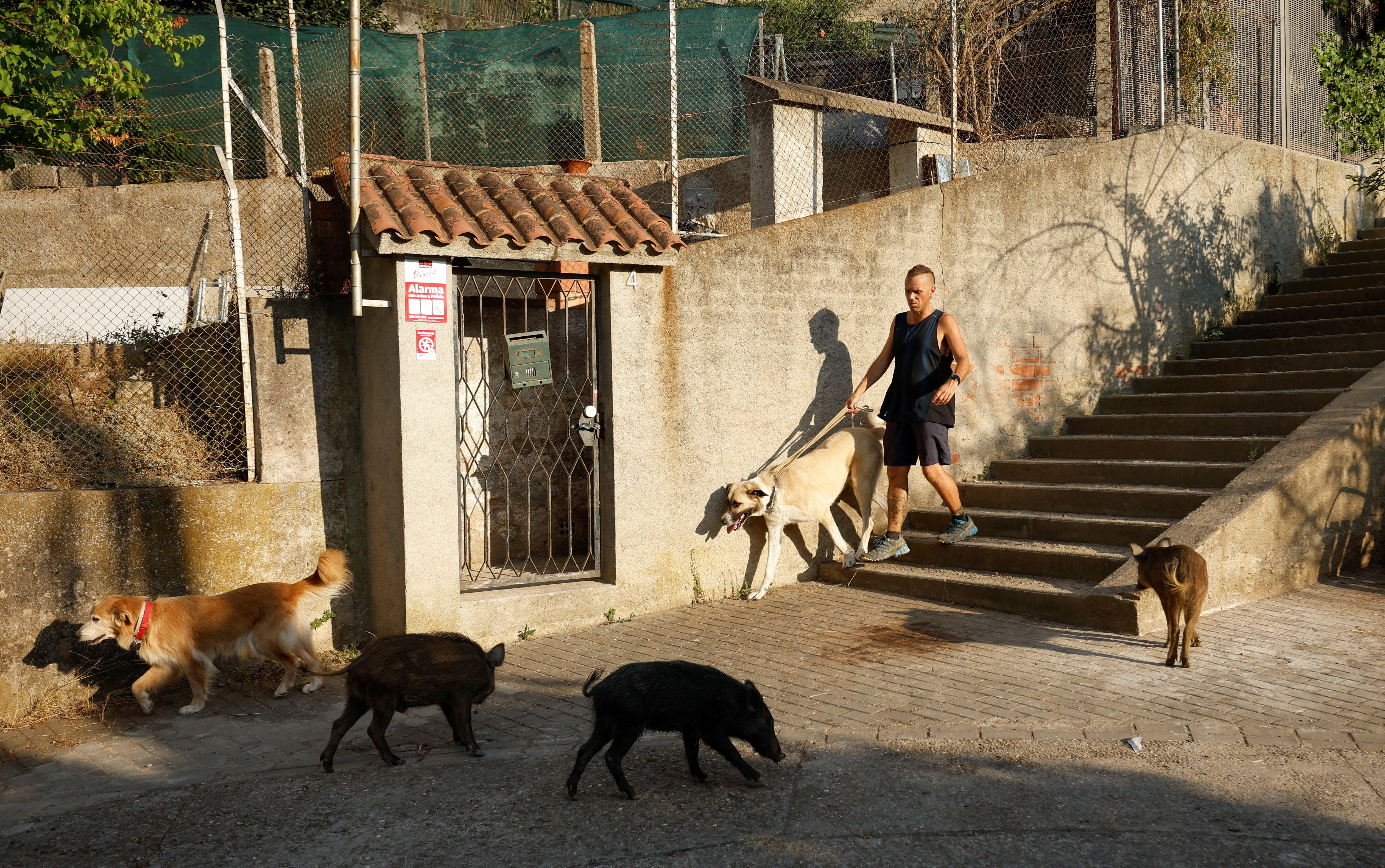 A group of boars walks past as Jordi Amat walks with his dogs, through the neighbourhood of Las Planas in the Collserola Natural Park in Barcelona