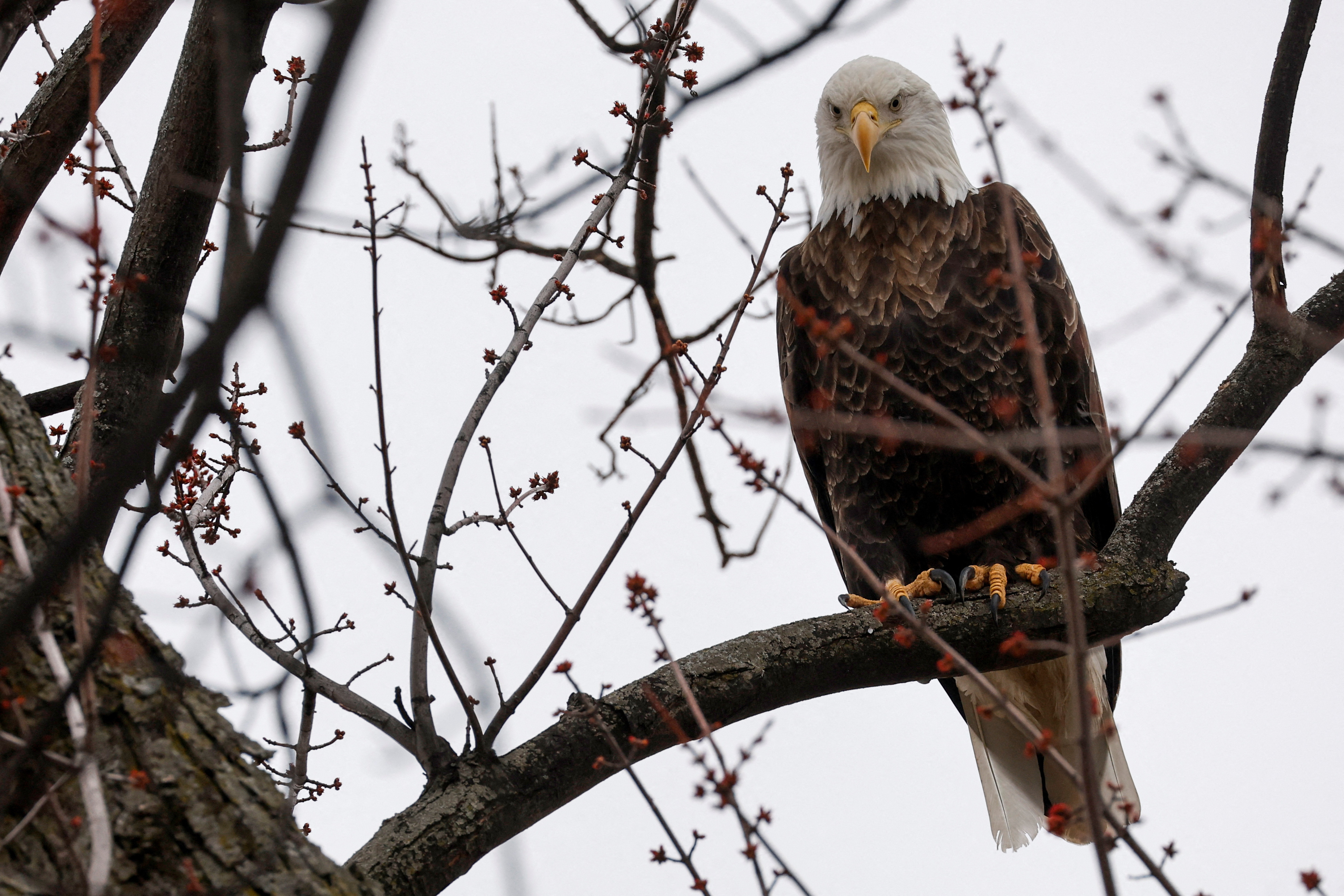 A bald eagle perches near the Mississippi River at Davenport, Iowa