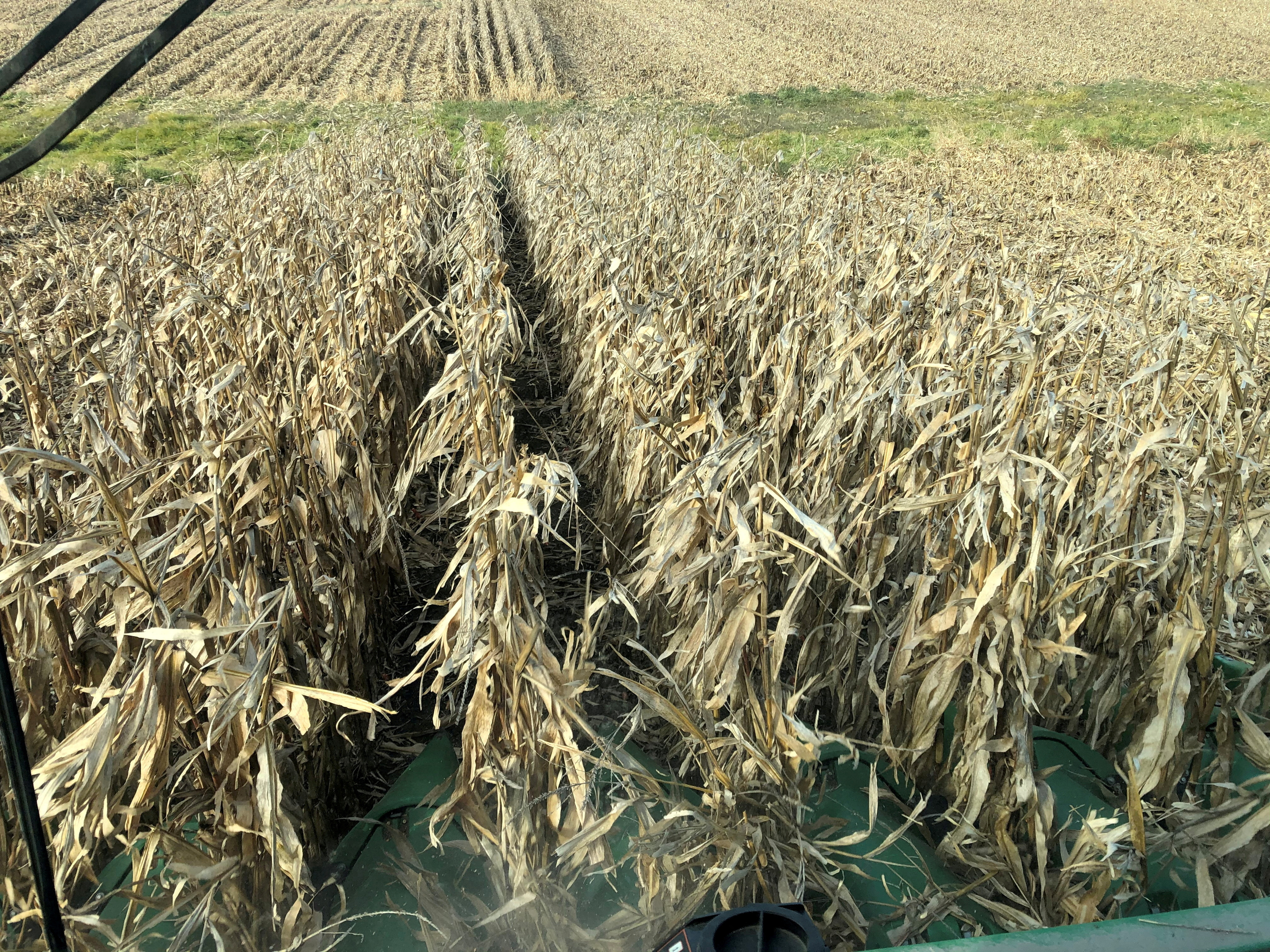 Corn crops are seen being harvested from inside a farmer's combine in Eldon, Iowa