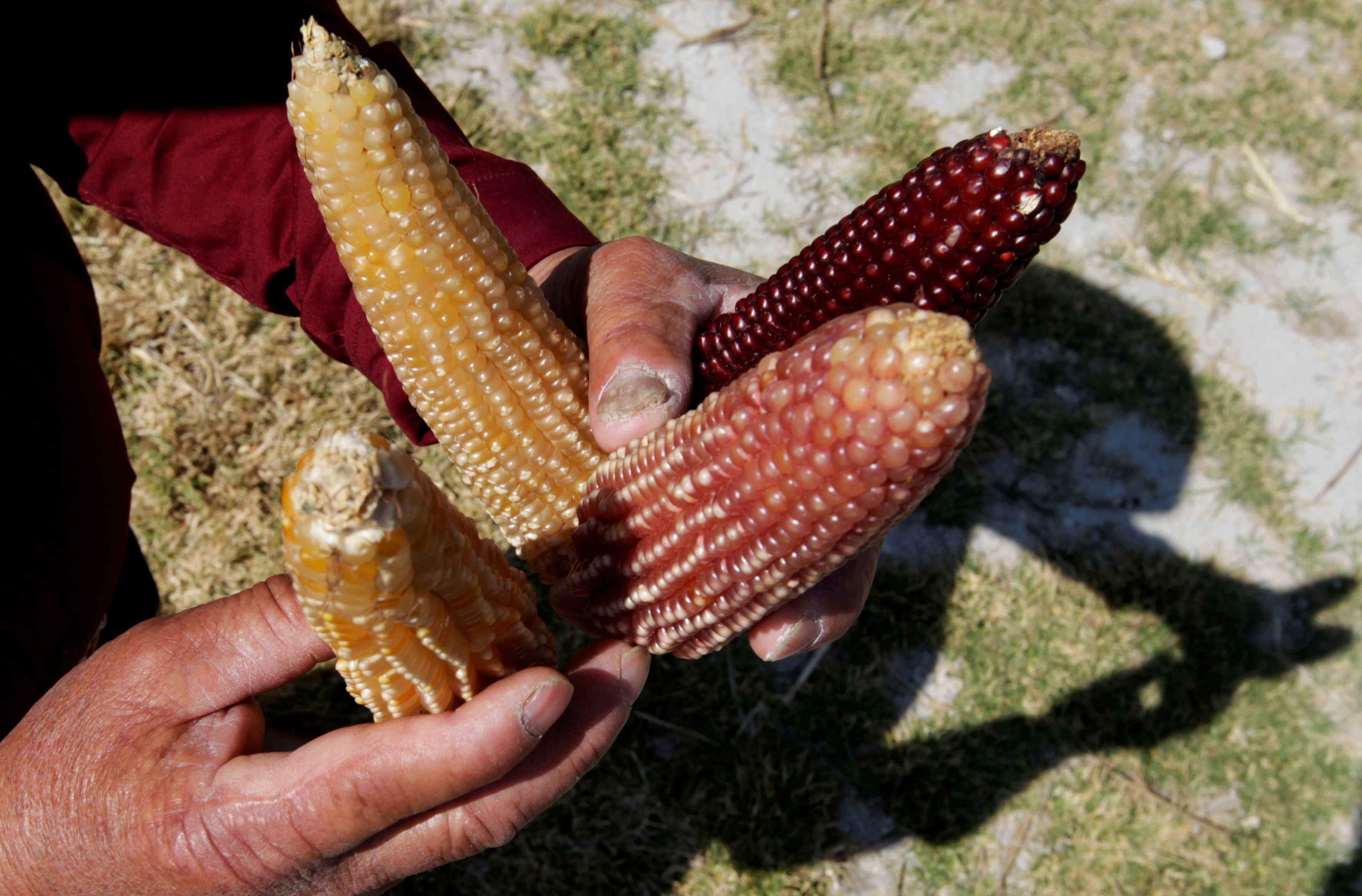 A farmer holds different types of corn cobs in Otzolotepec
