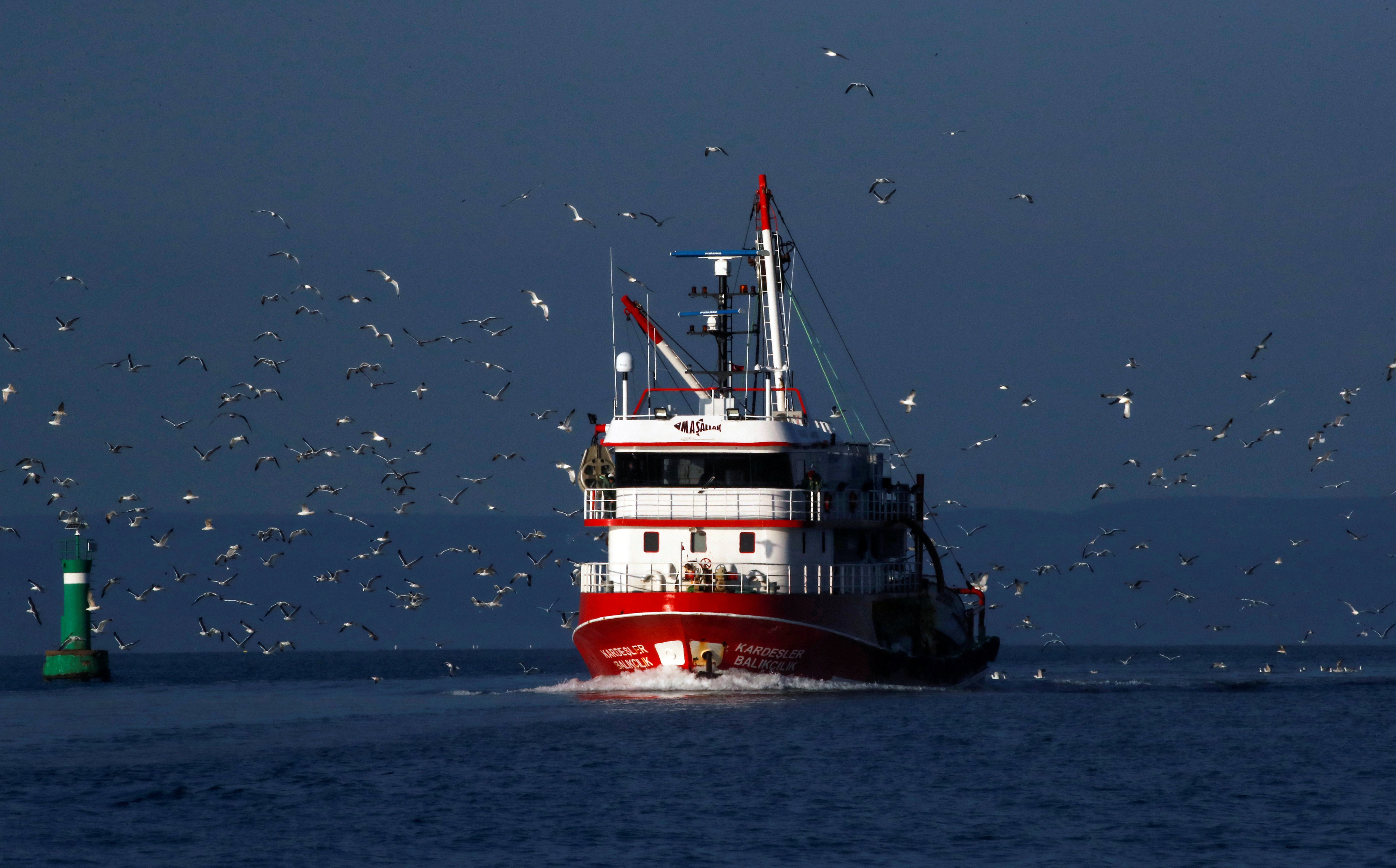 Seagulls fly over a fishing boat on the waters of the North Aegean Sea off the shores of Balikesir