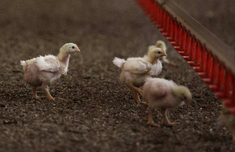 Broiler chickens at Gruisfontein farm in Lichtenburg