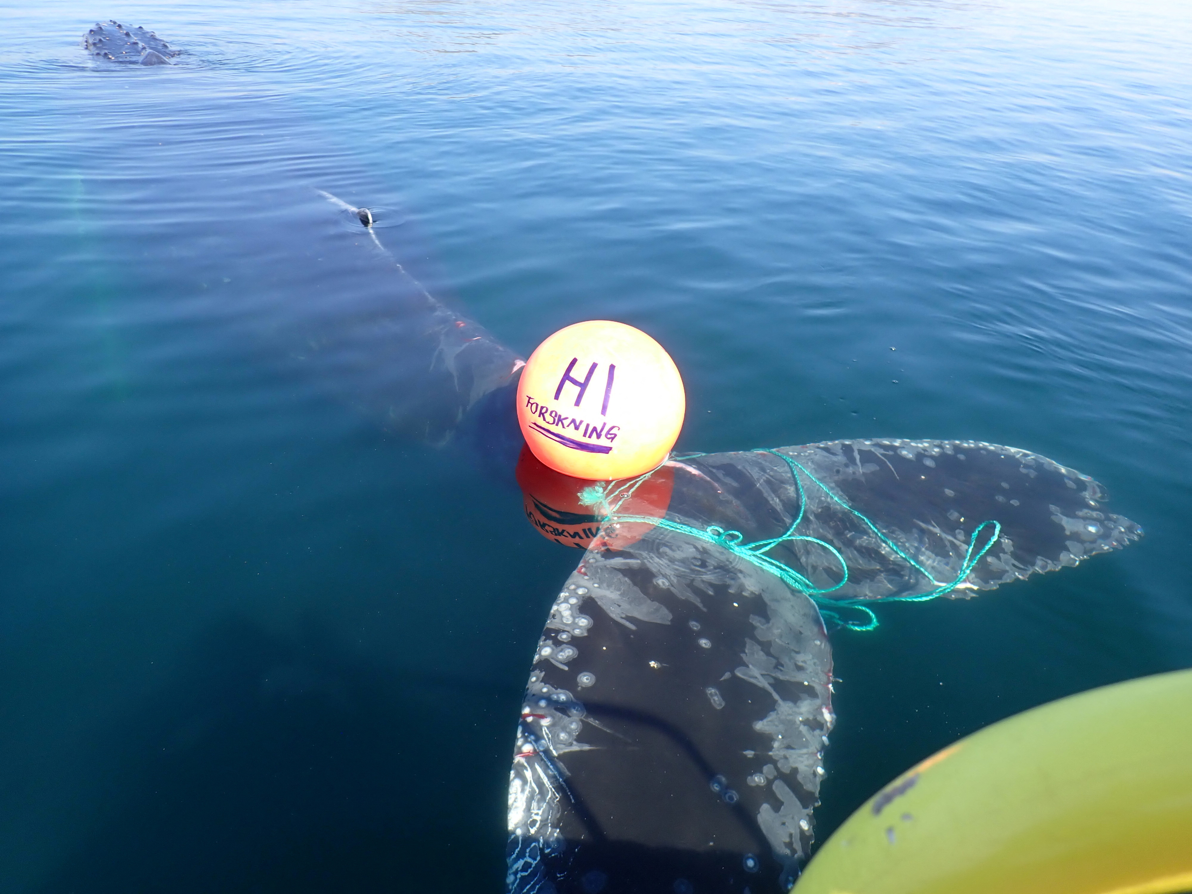 A whale entangled in ropes and a buoy is pictured, in the Norwegian part of the Barents Sea