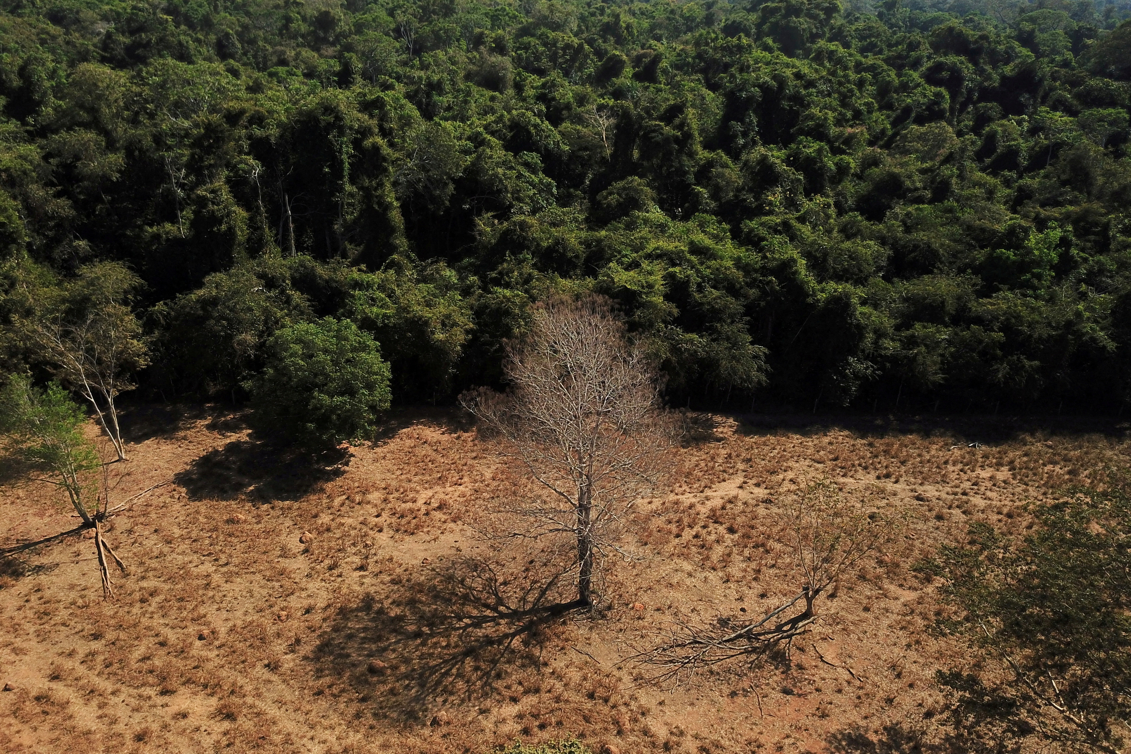 An aerial view shows a dead tree near a forest on the border between Amazonia and Cerrado in Nova Xavantina, Mato Grosso state, Brazil July 28, 2021. Picture taken July 28, 2021 with a drone. REUTERS/Amanda Perobelli/