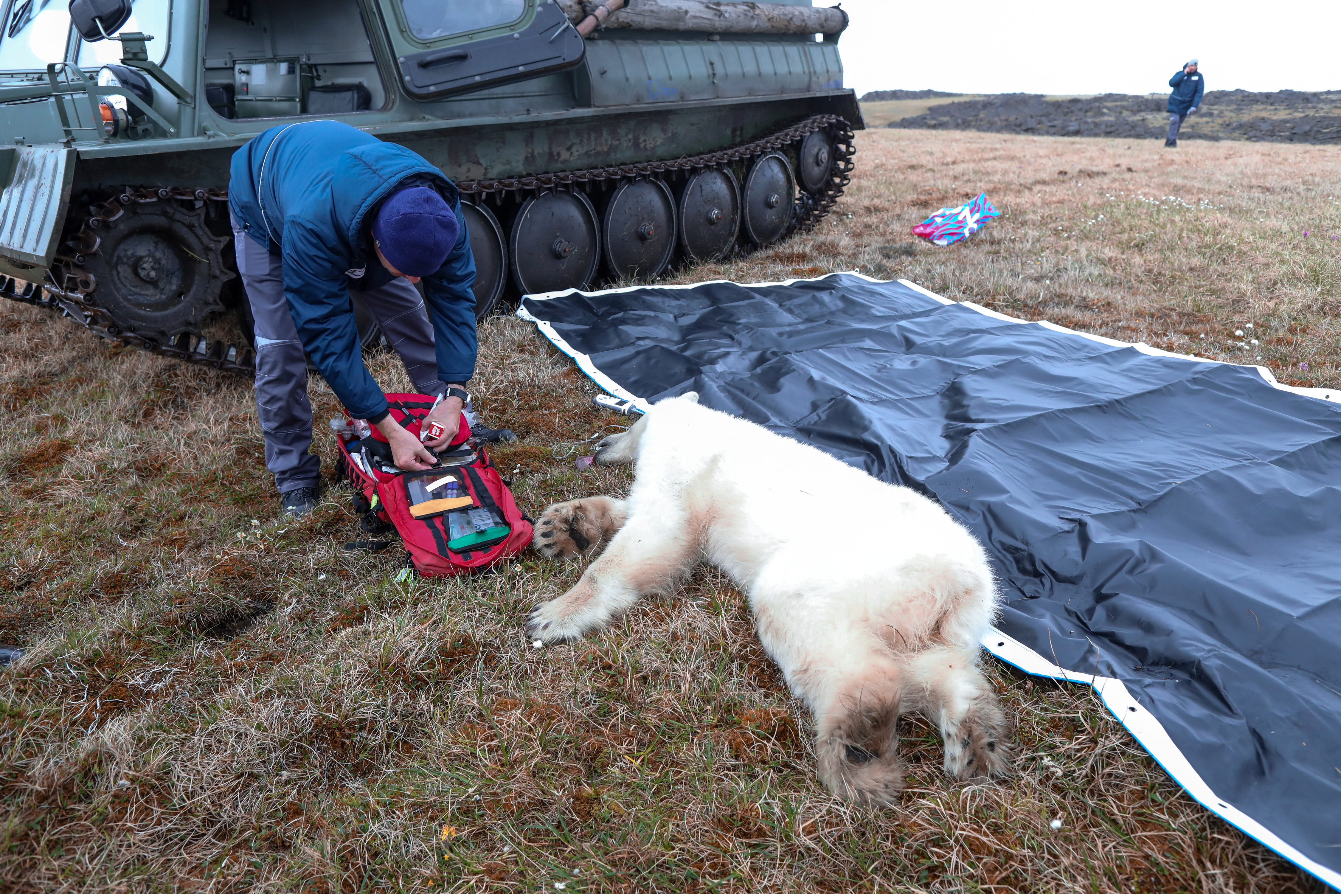 Russian Military Bear