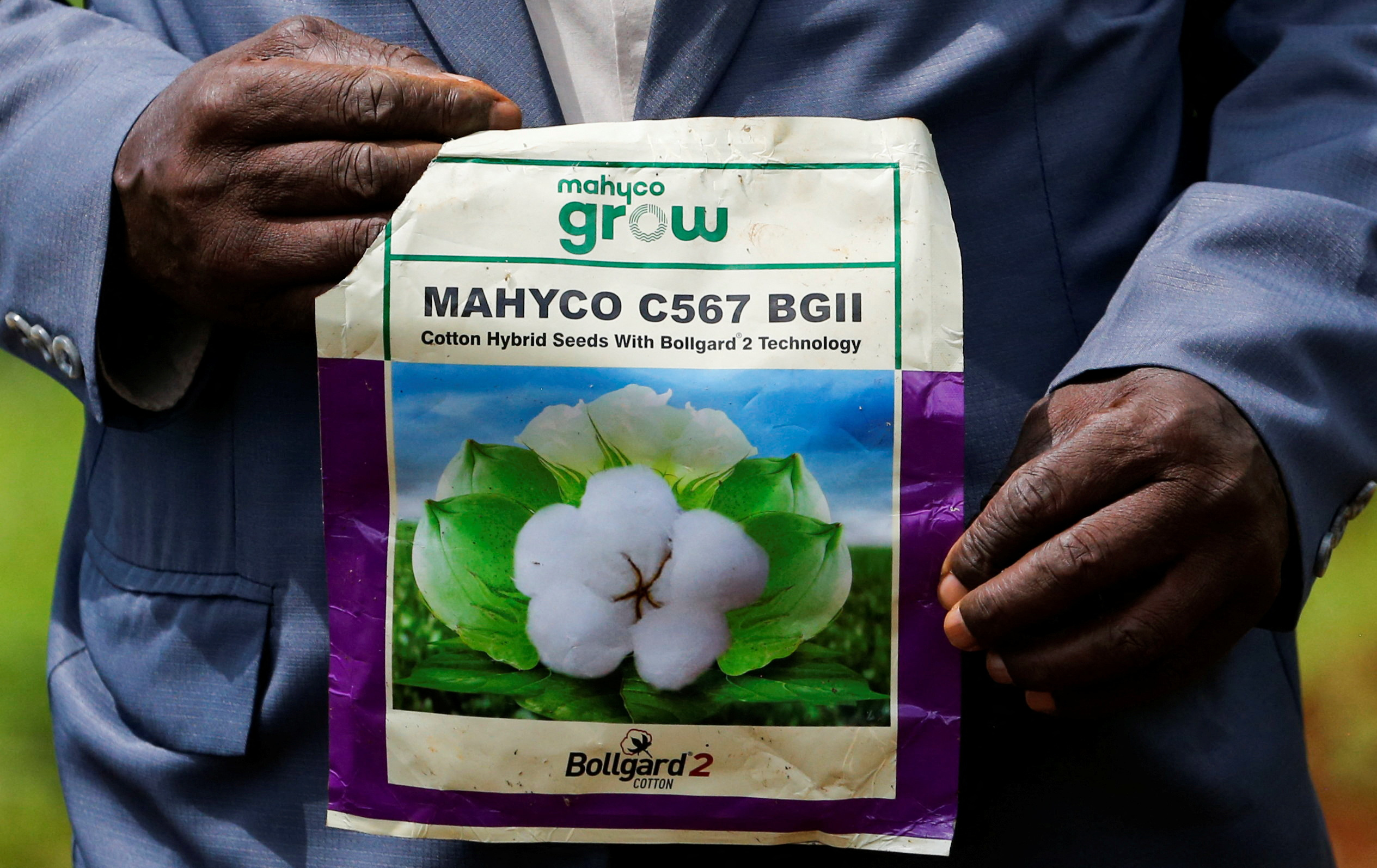 Kenya's GMO maize push sowing trouble for food sector, farmers warn