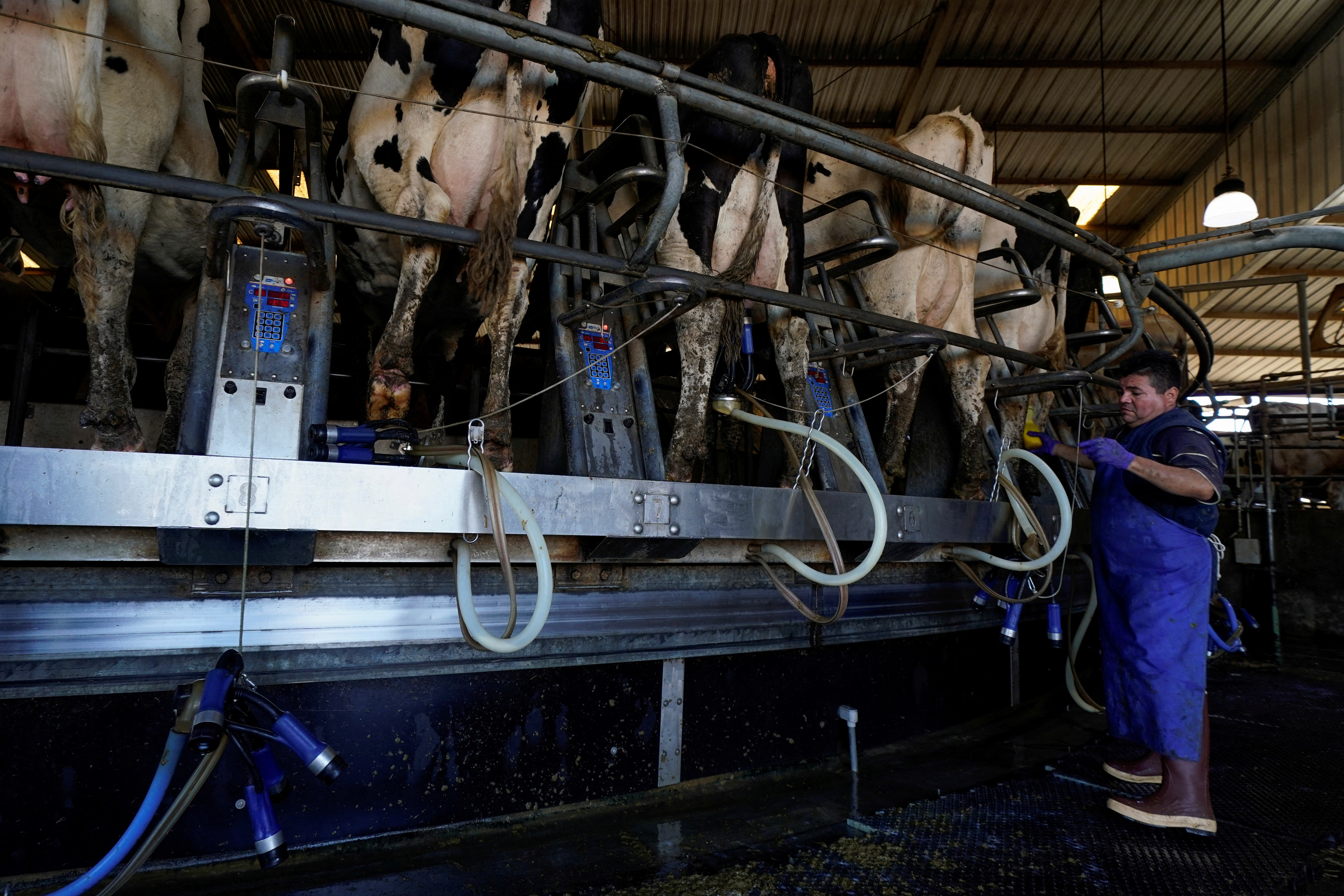 Automation is used as a worker helps milk Holstein cows at Airoso Circle A Dairy in Pixley, California