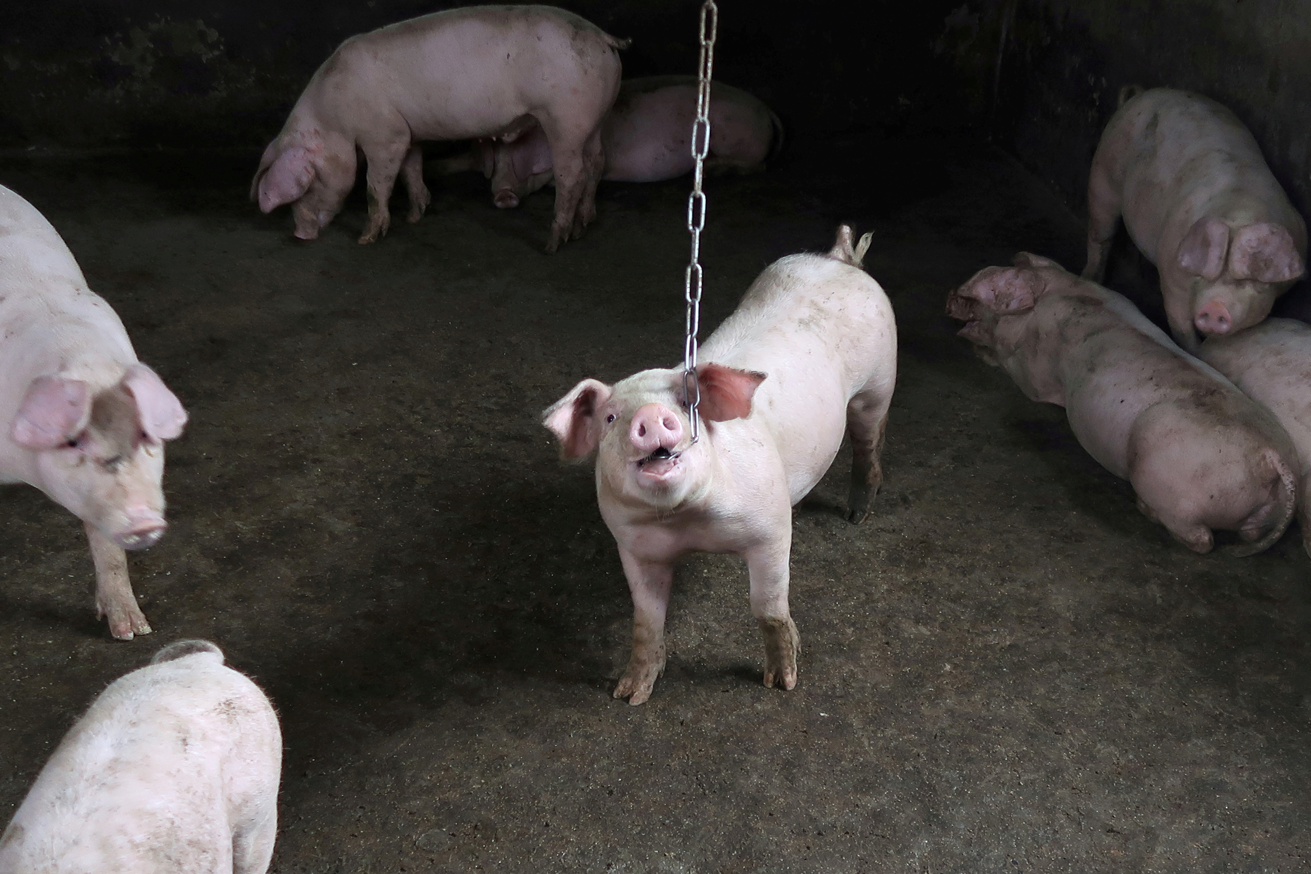 Pigs are seen at a backyard farm on the outskirts of Harbin