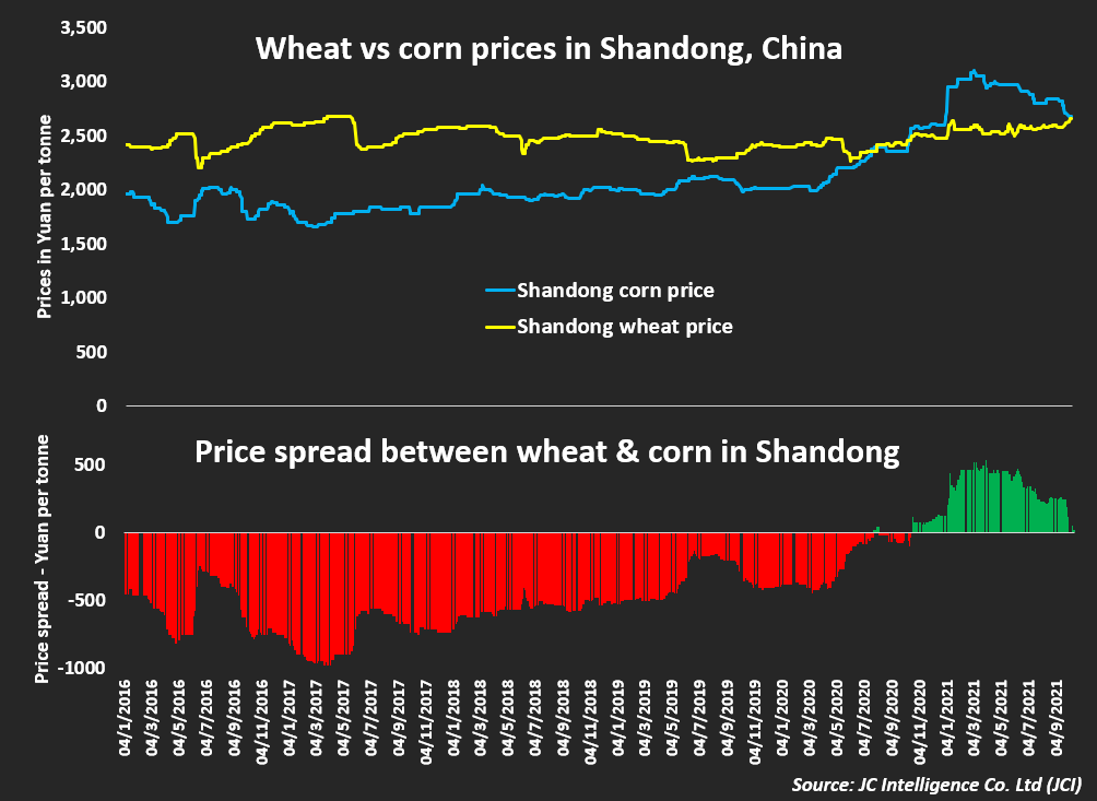 Wheat vs corn prices in Shandong, China