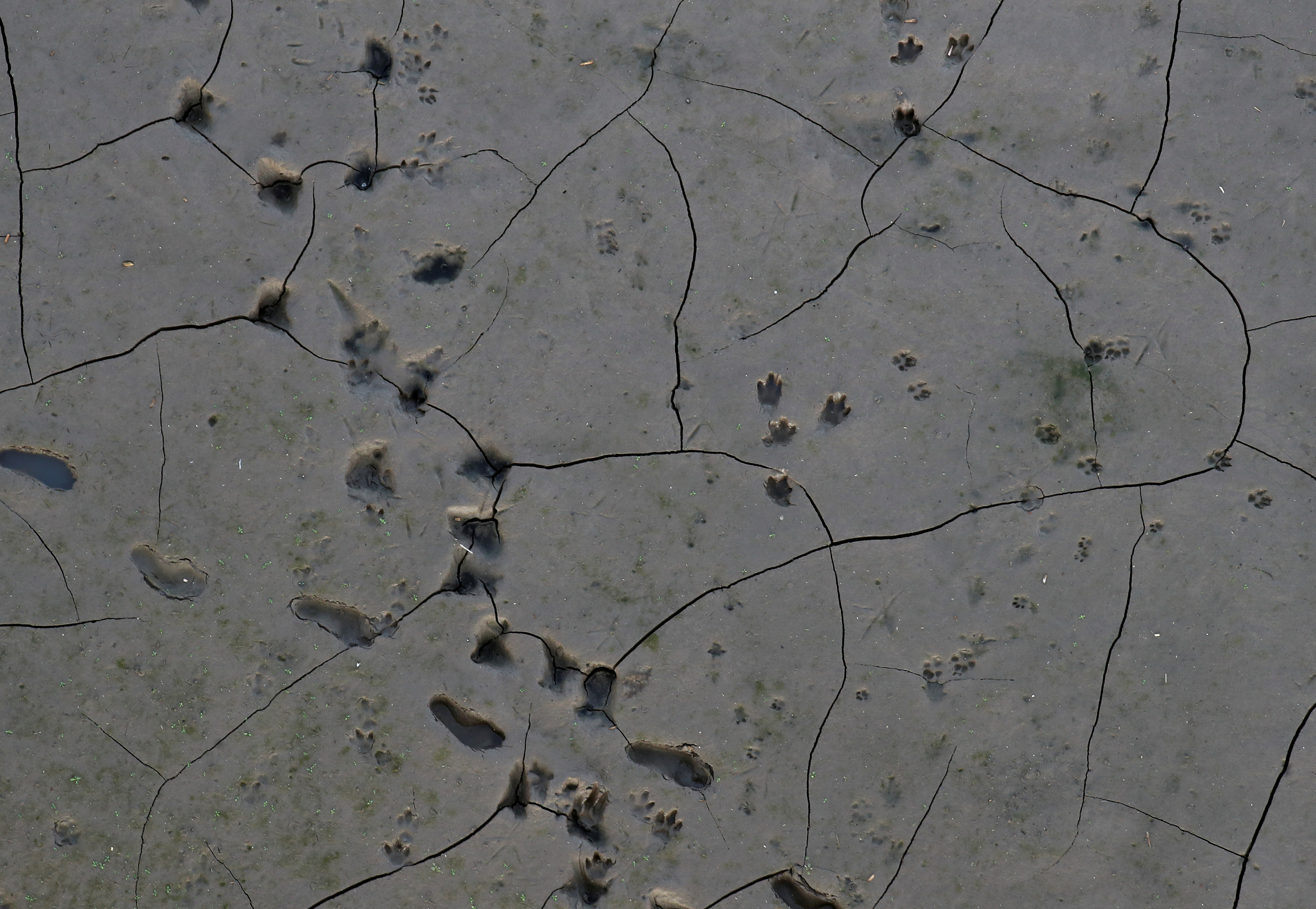 Footsteps are pictured in a dried out wetland on the shore of the Parana River, in Rosario