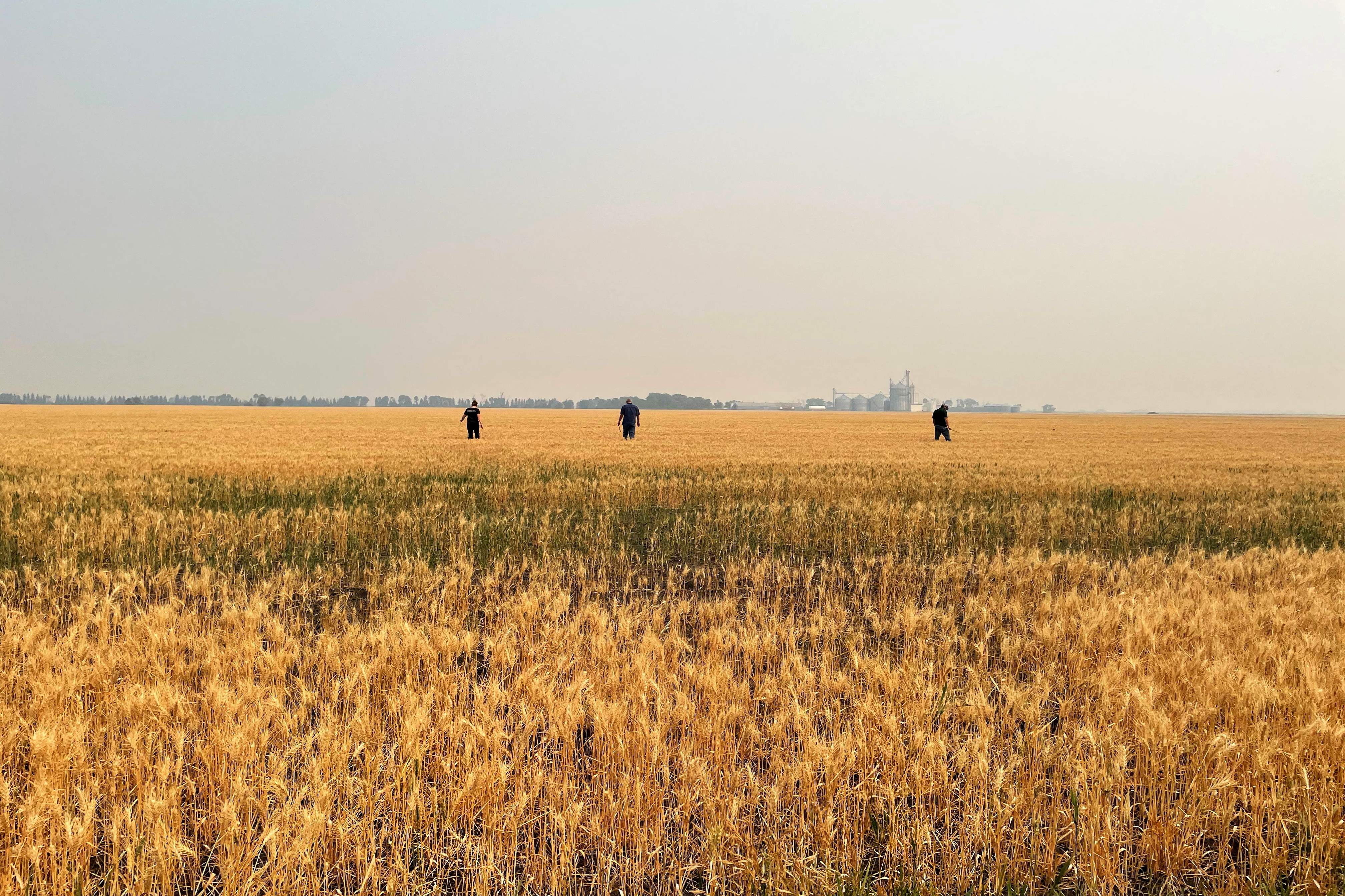 Crop scouts survey drought-stressed spring wheat near Grandin, North Dakota
