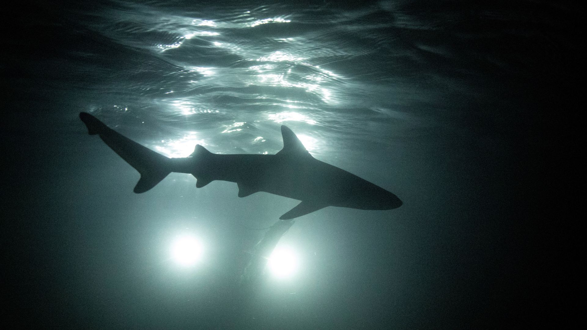 Sharks, tourists jostle for space around Thai destination island