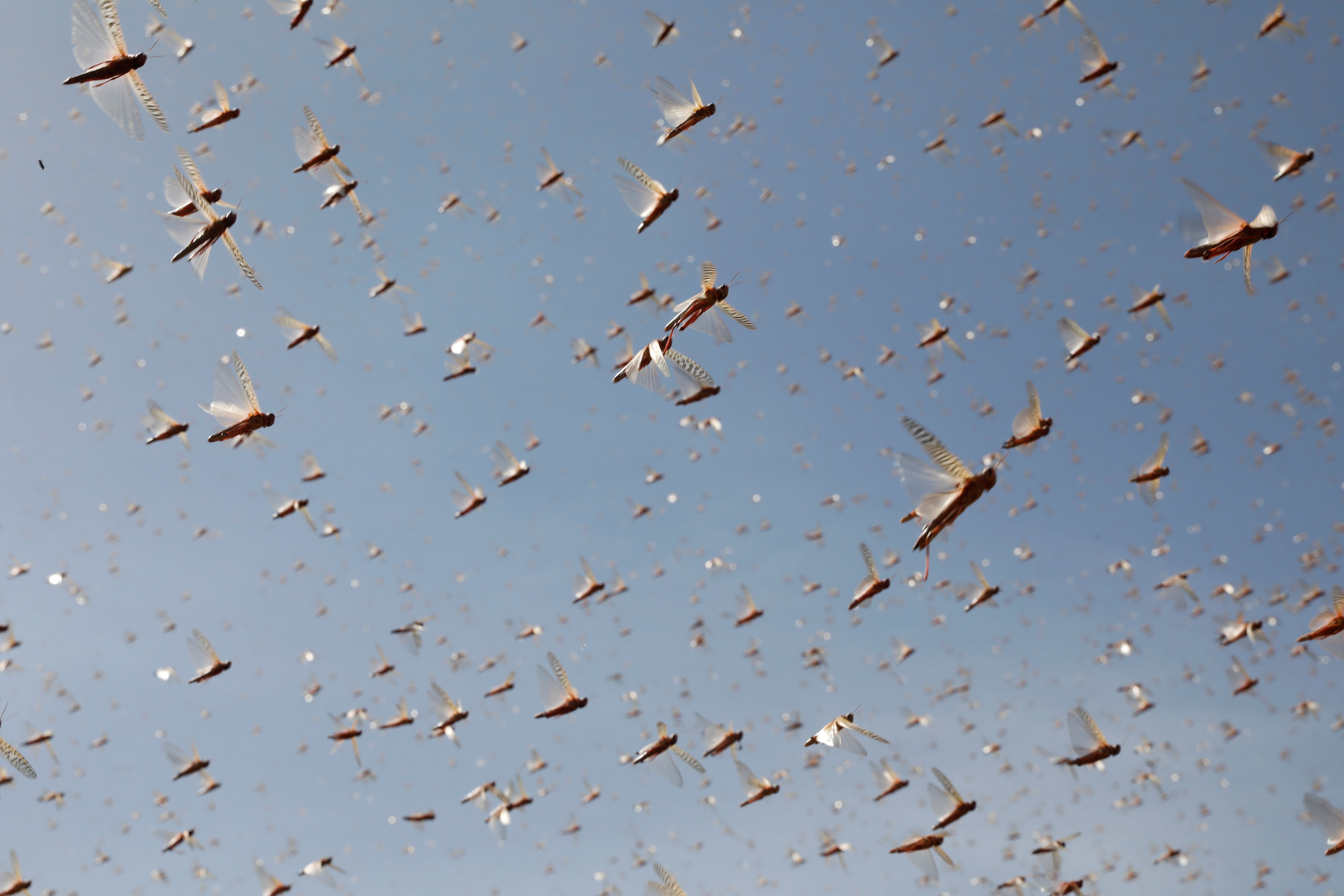 Desert locusts fly near the town of Rumuruti, Kenya,