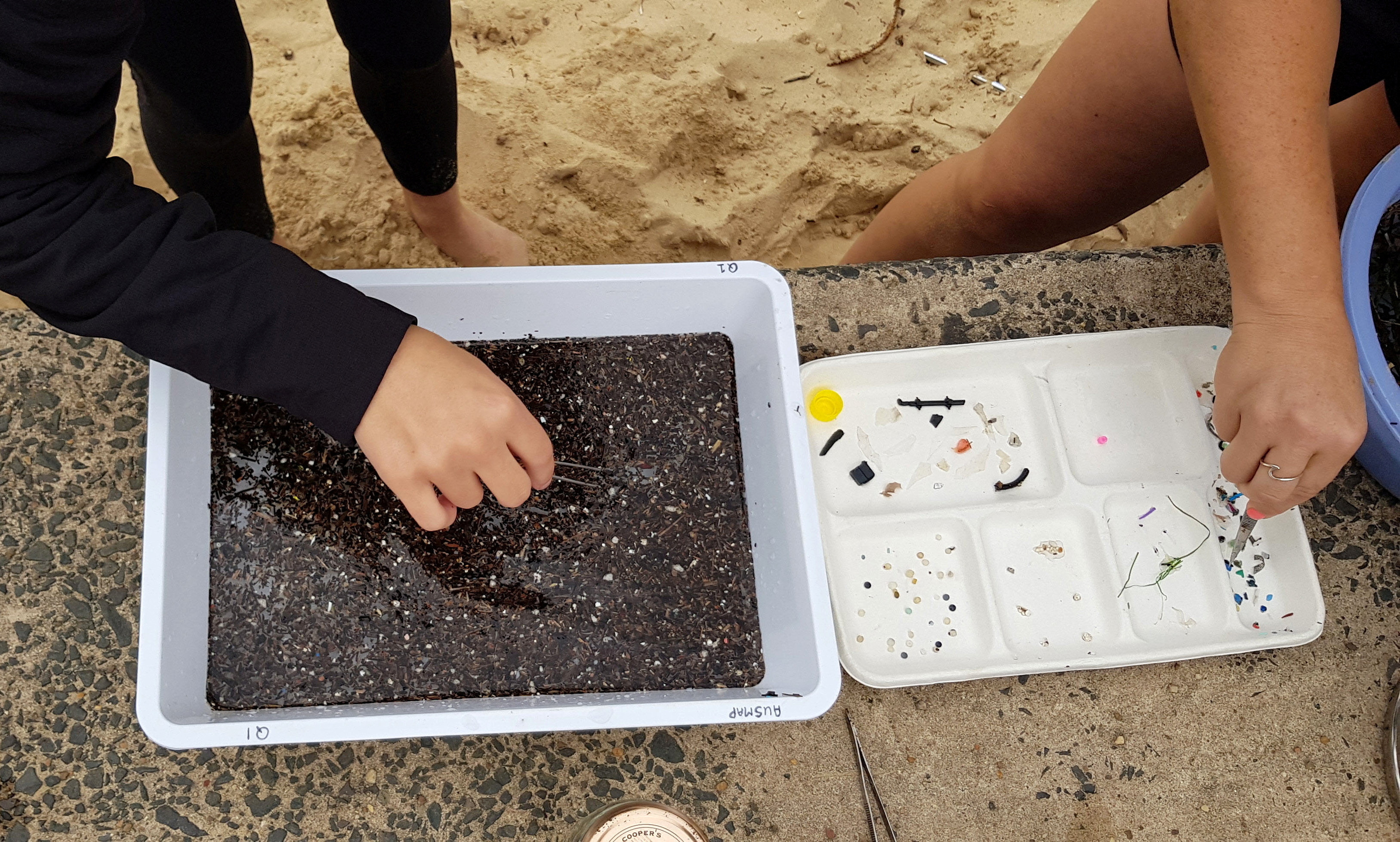 Citizen scientists use tweezers to remove microplastics from a sample to a separate container at Manly Cove Beach in Sydney