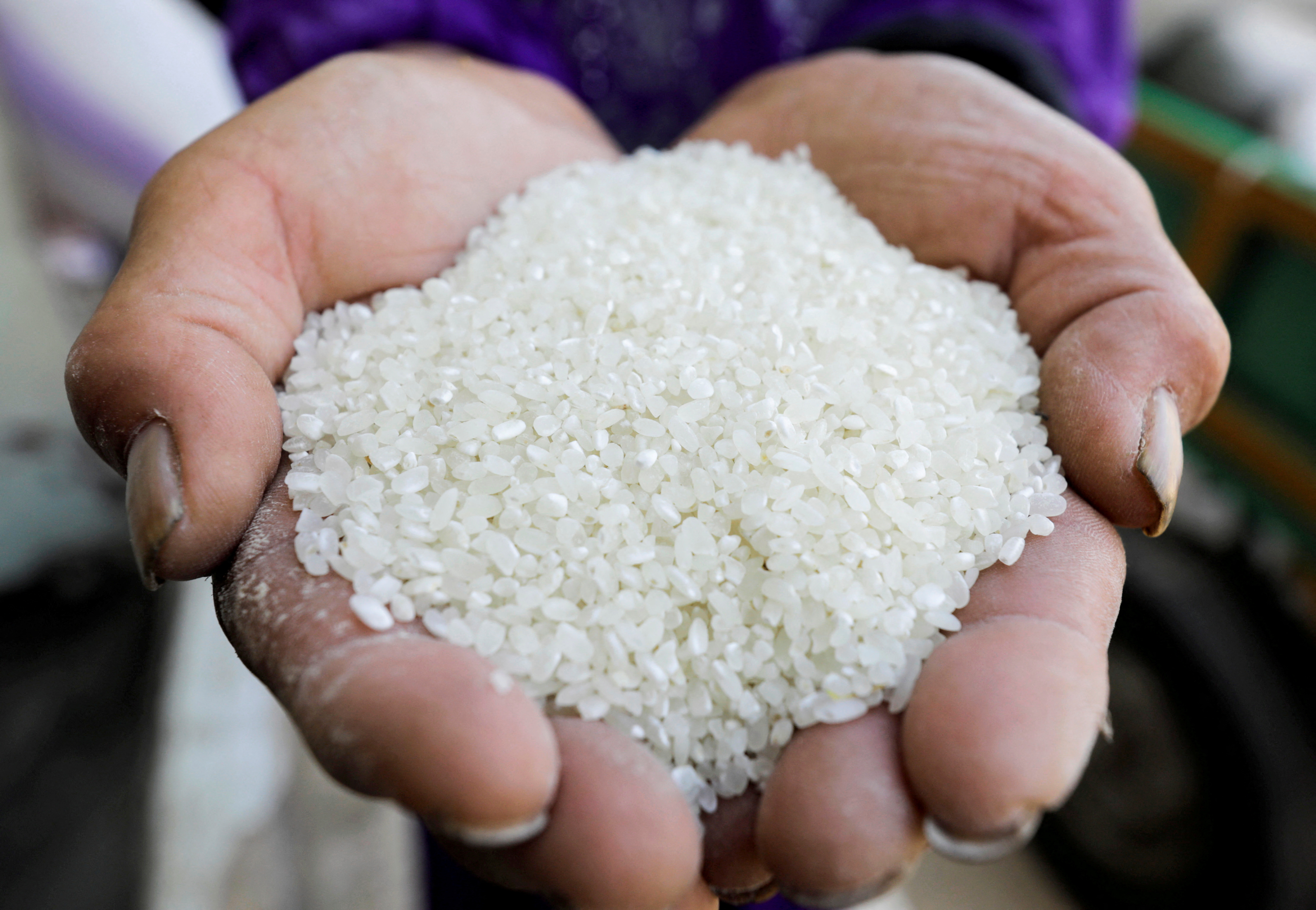 Analysis: Strong Asian rice demand for animal feed sparks food supply  worries | Reuters