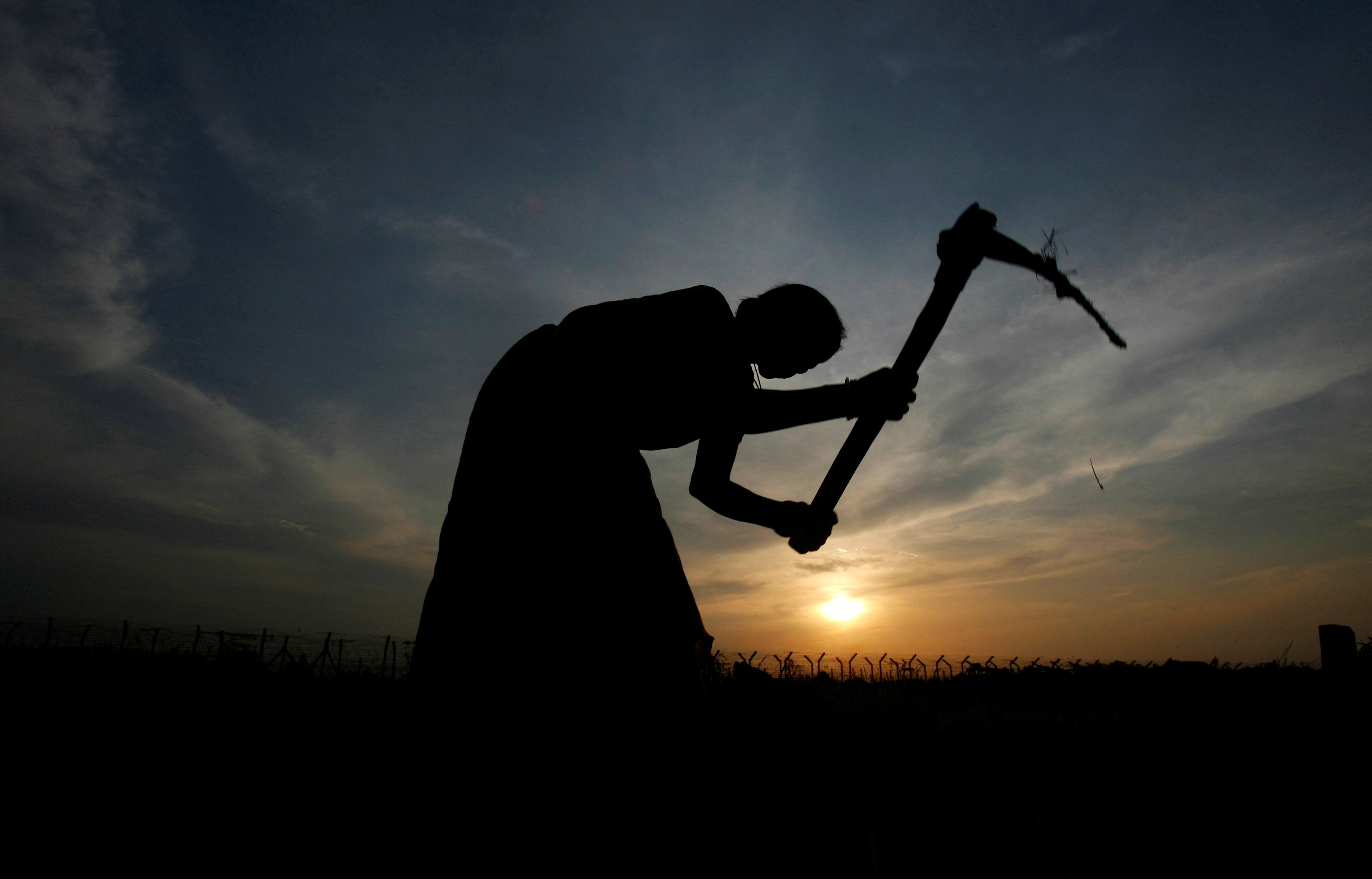 A farmer working in a paddy field is silhouetted against the setting sun on the outskirts of Agartala