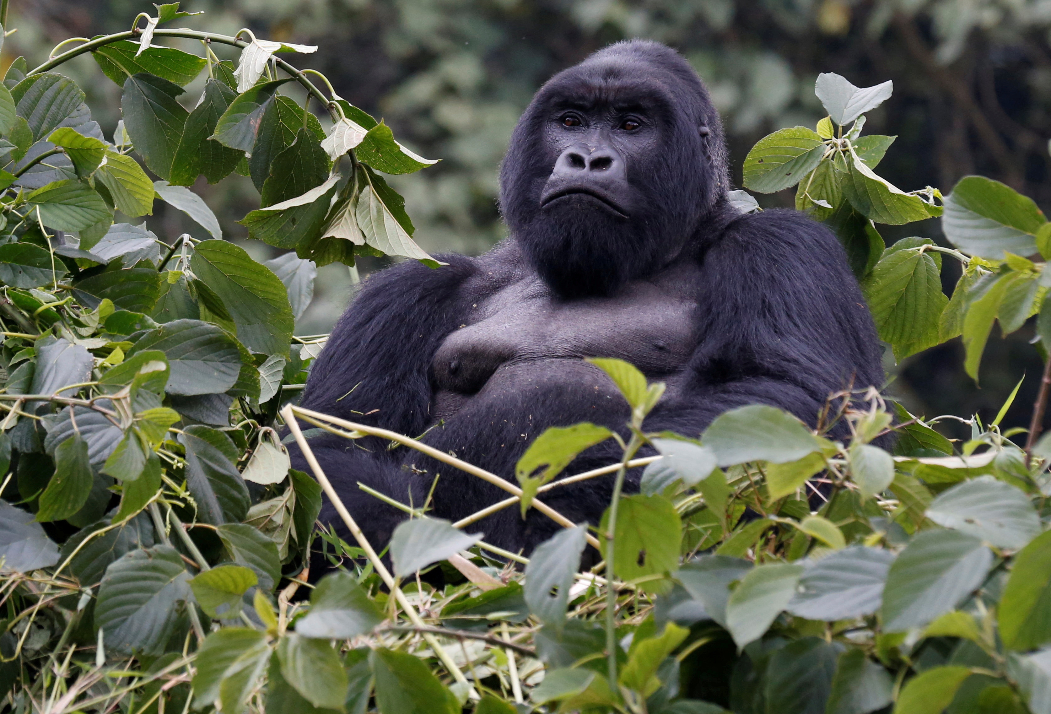 An endangered silverback high mountain gorilla from Sabyinyo family rests atop trees inside the forest in the Volcanoes National Park near Kinigi