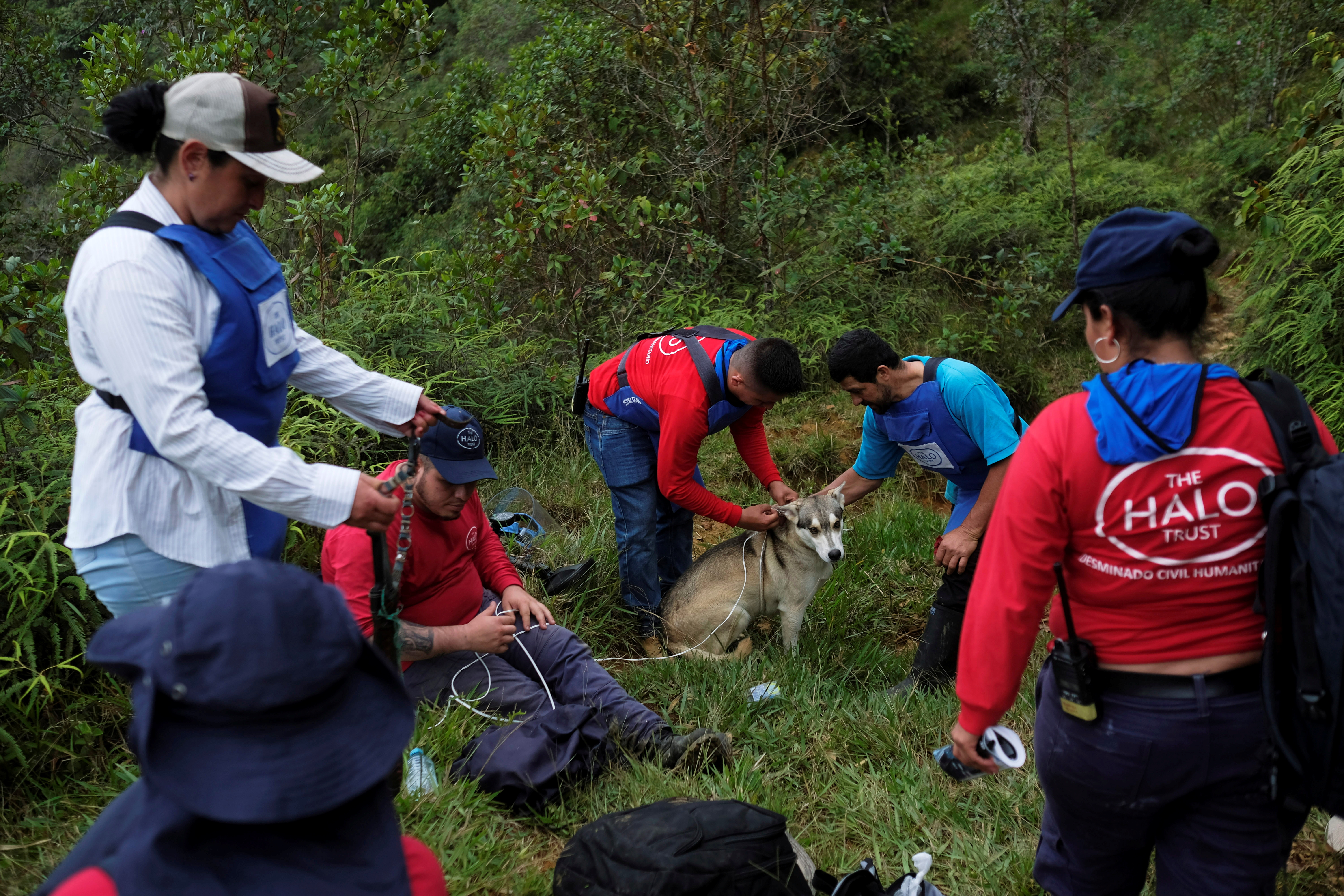 Members of the international landmine clearance charity HALO Trust search areas for landmines, in Carmen de Viboral