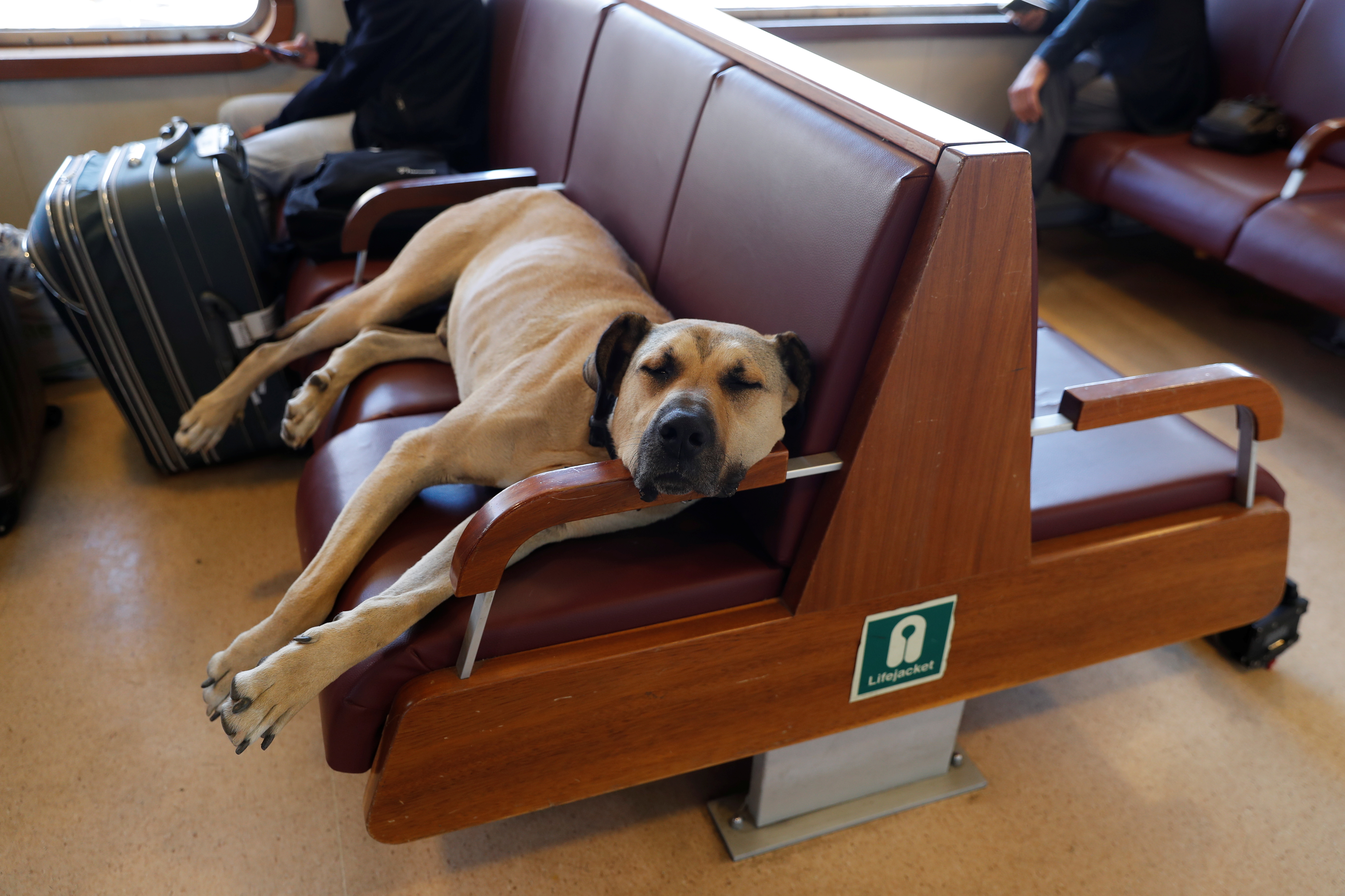 Street dog Boji, a regular user of commuter ferries, buses, metro trains, and trams, sleeps on a ferry in Istanbul