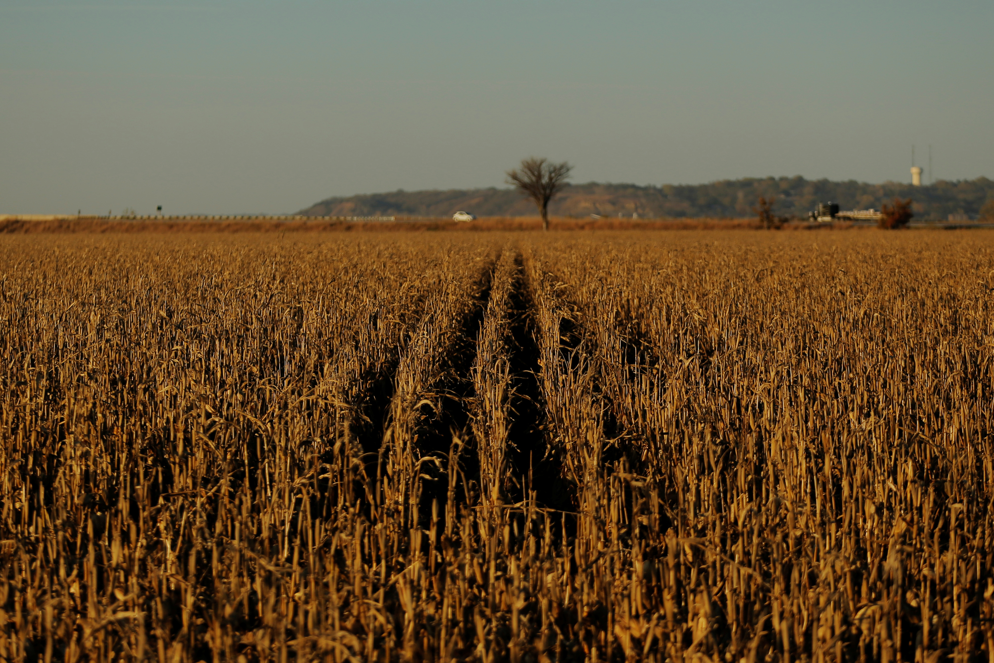 The setting sun lights a corn field waiting to be harvested near Defiance, Iowa