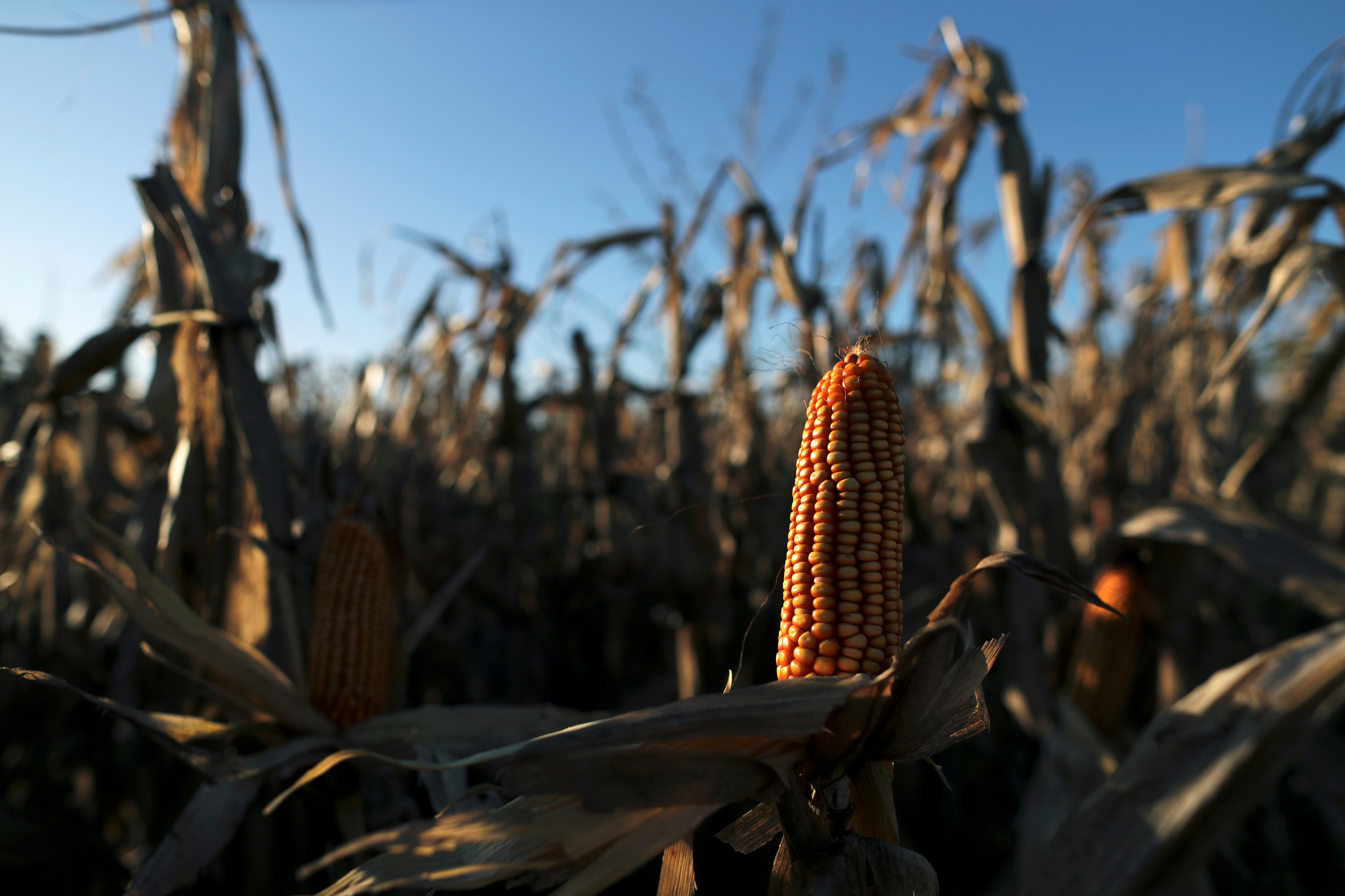 Corn plants are seen on a farmland in Chivilcoy, on the outskirts of Buenos Aires