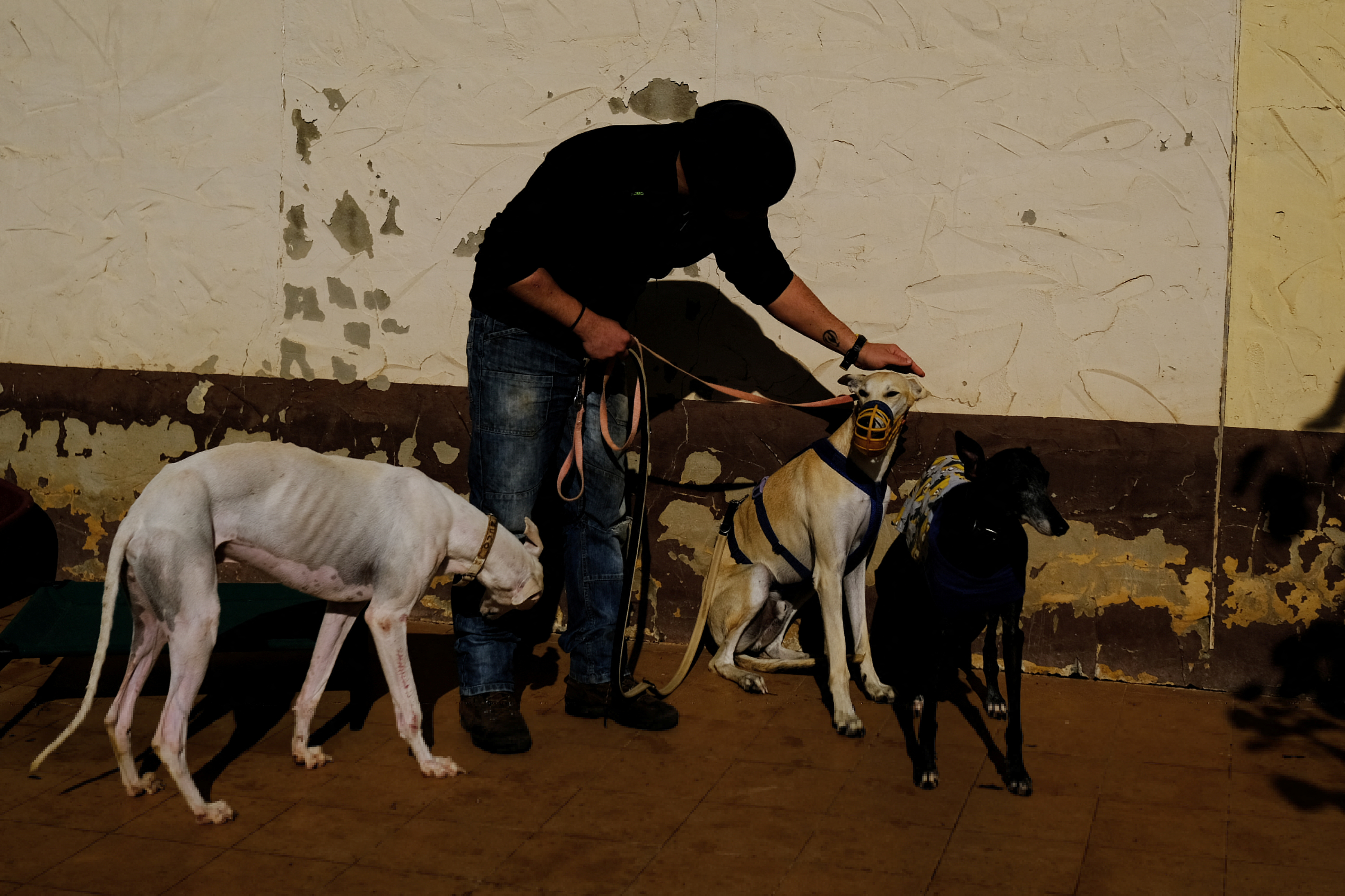 Animal shelter treats abandoned greyhounds, promotes foreign adoption in Utrera