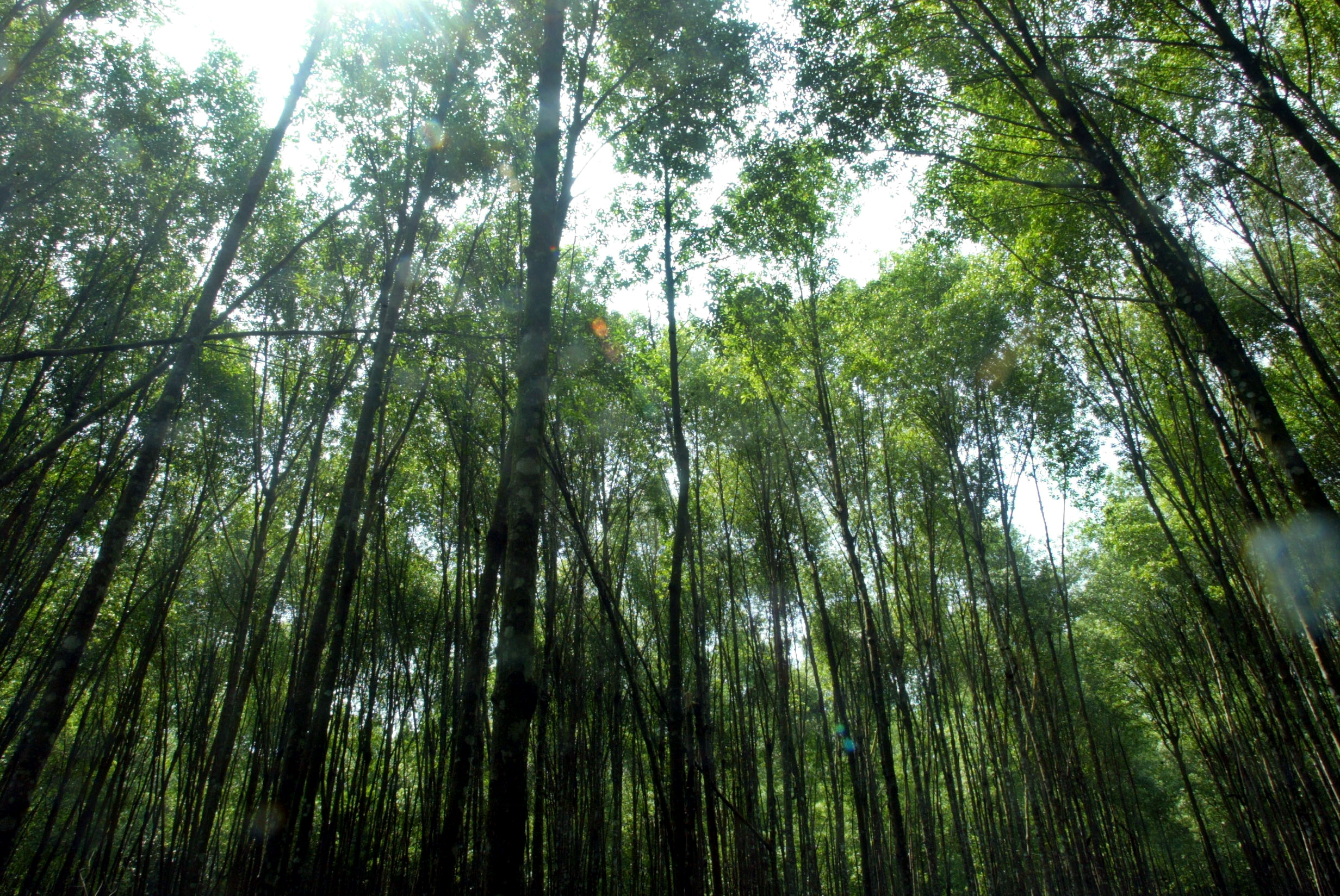 A mangrove forest is seen in Matang in Malaysia's northern state of Perak. Picture taken July 29, 2003