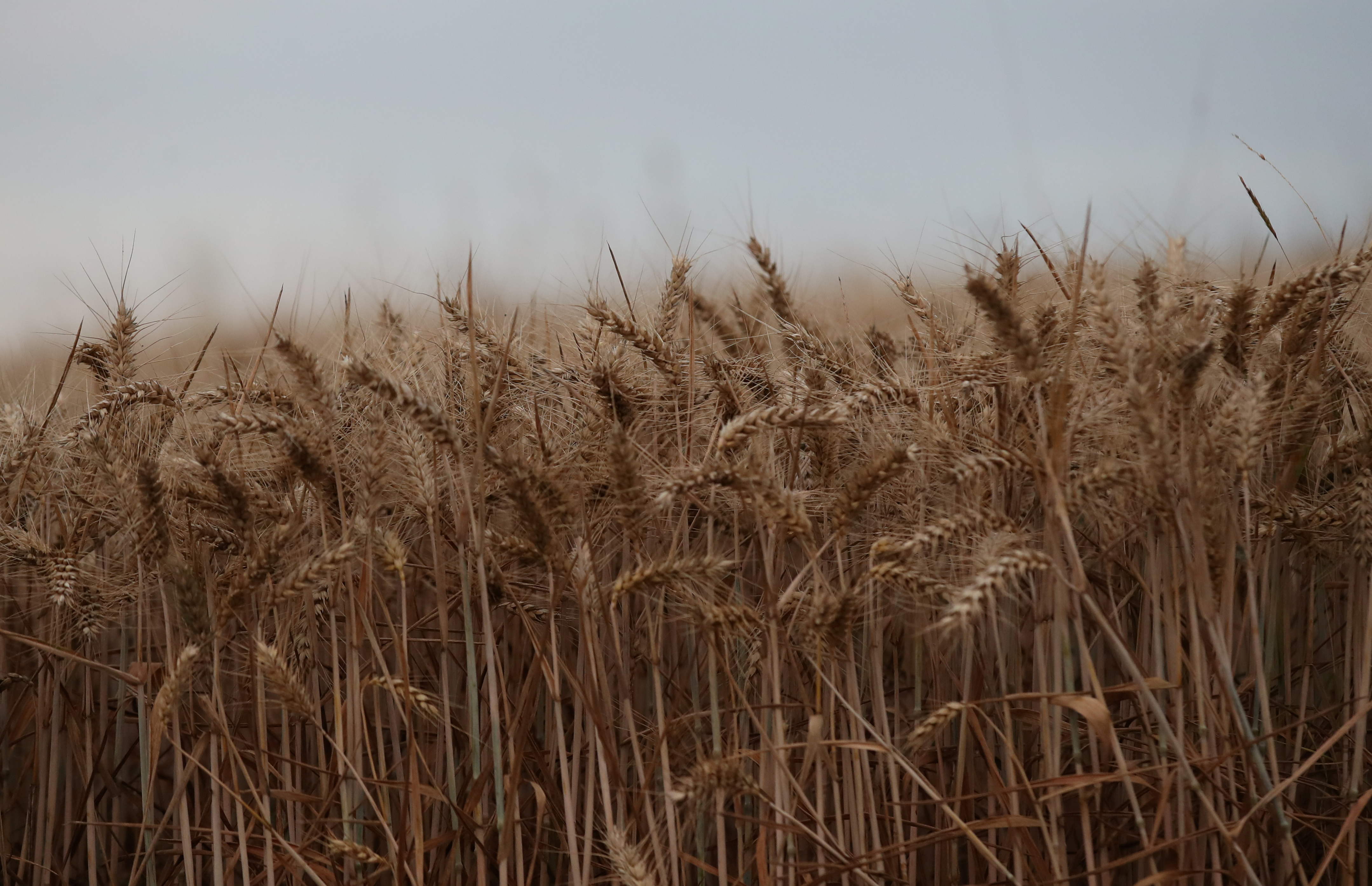 Winter wheat ready for harvest is seen in a field near Kimpton