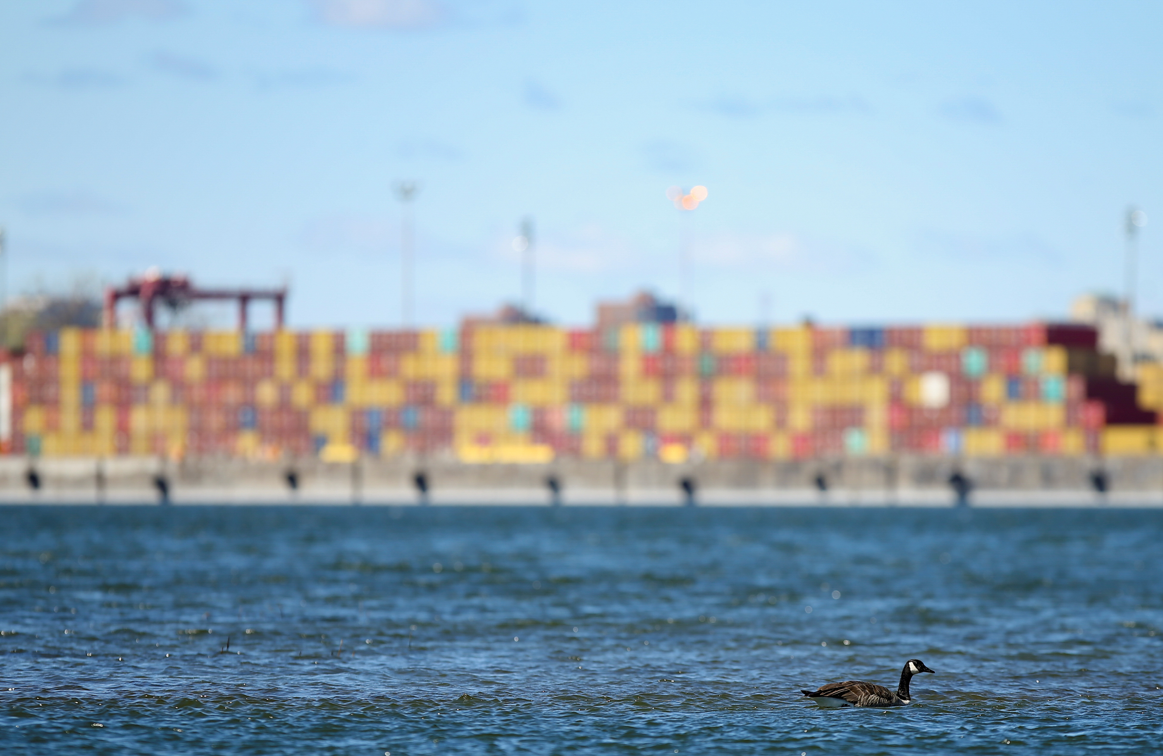 A goose swims in the St. Lawrence River across from the Port of Montreal in Montreal, Quebec