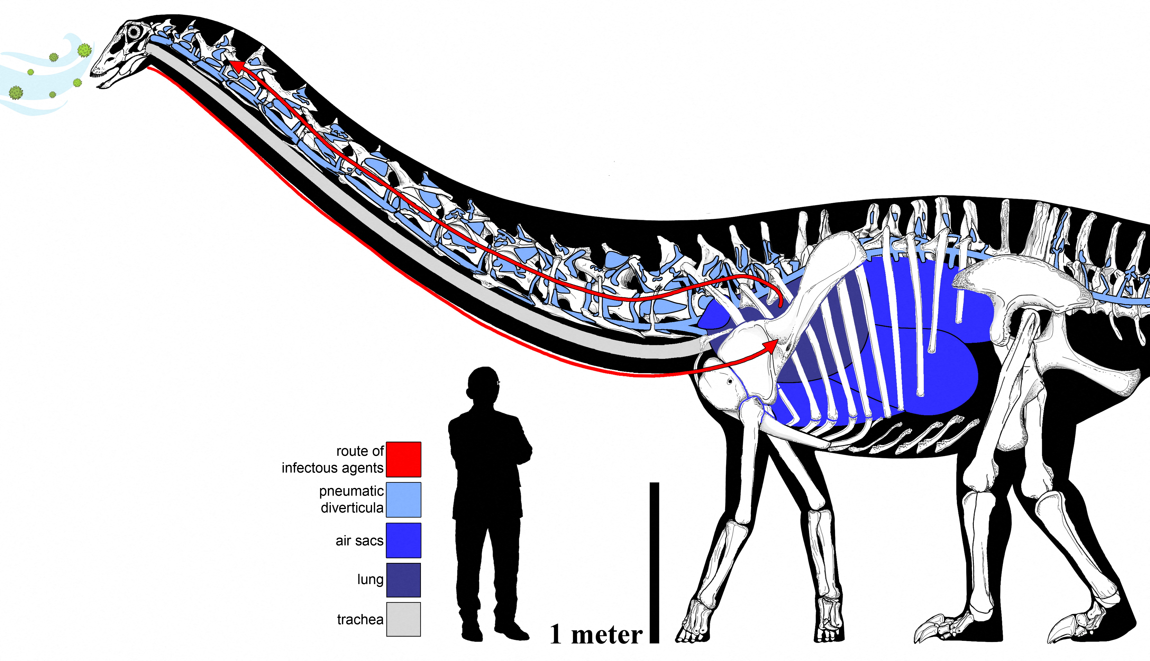 The elaborate and circuitous pulmonary complex of an individual sauropod dinosaur
